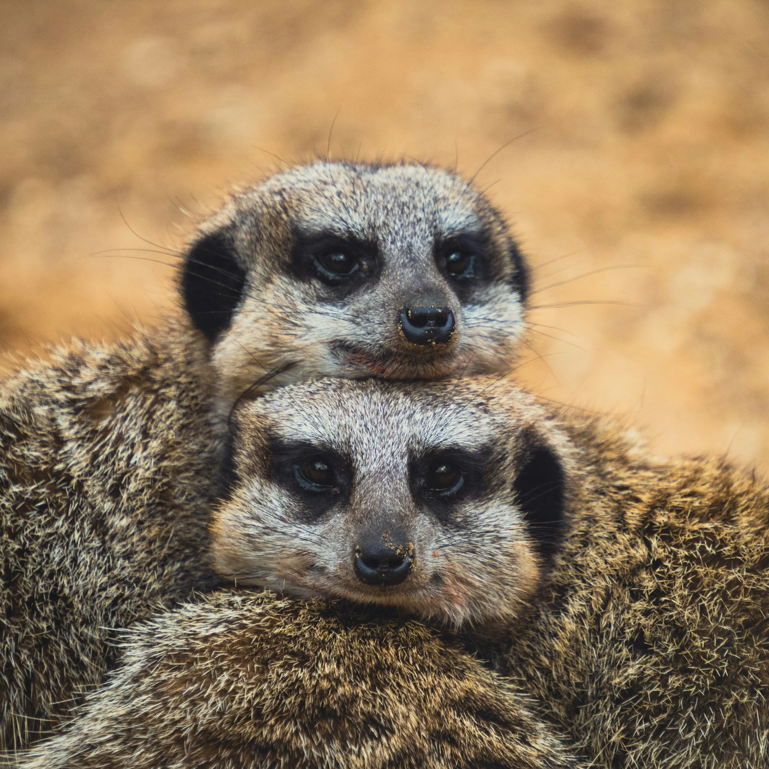 meerkat in captivity exotic mammal with greater space and social grouping