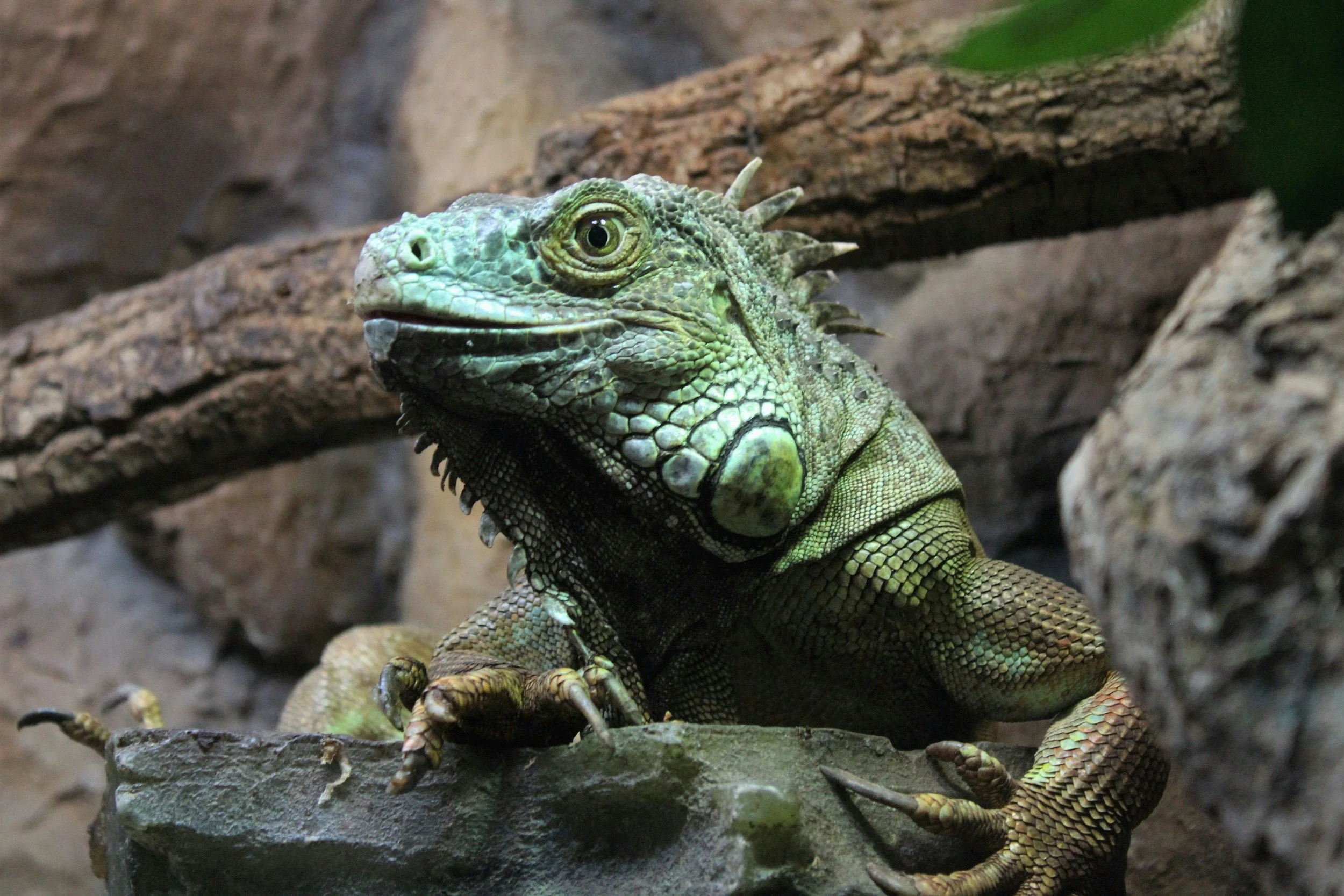 green iguana in captivity has complex needs