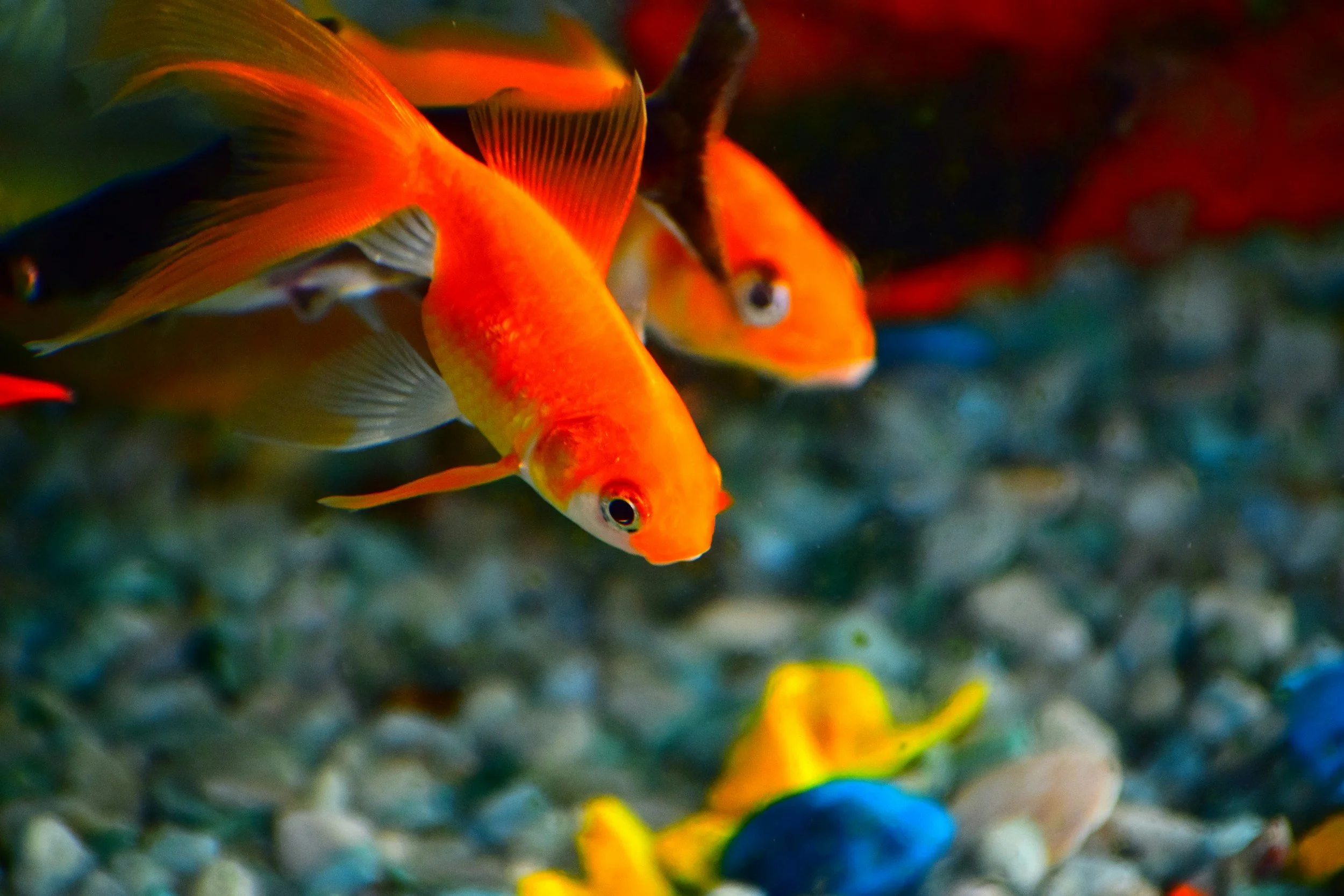 pair of goldfish in captivity with opportunity for social interaction