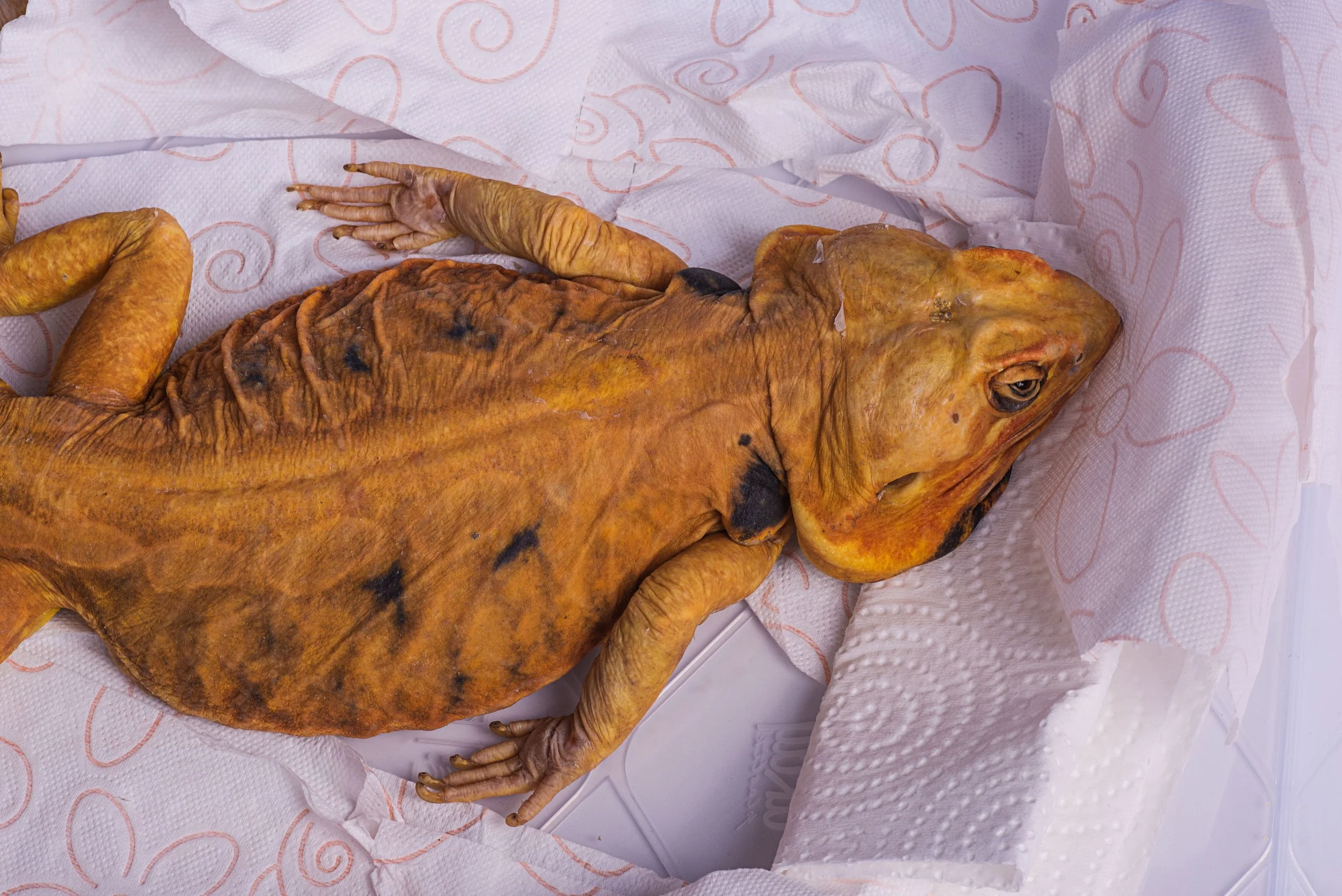 Why Species First supports the aims of the REPTA Deleterious Gene Policy