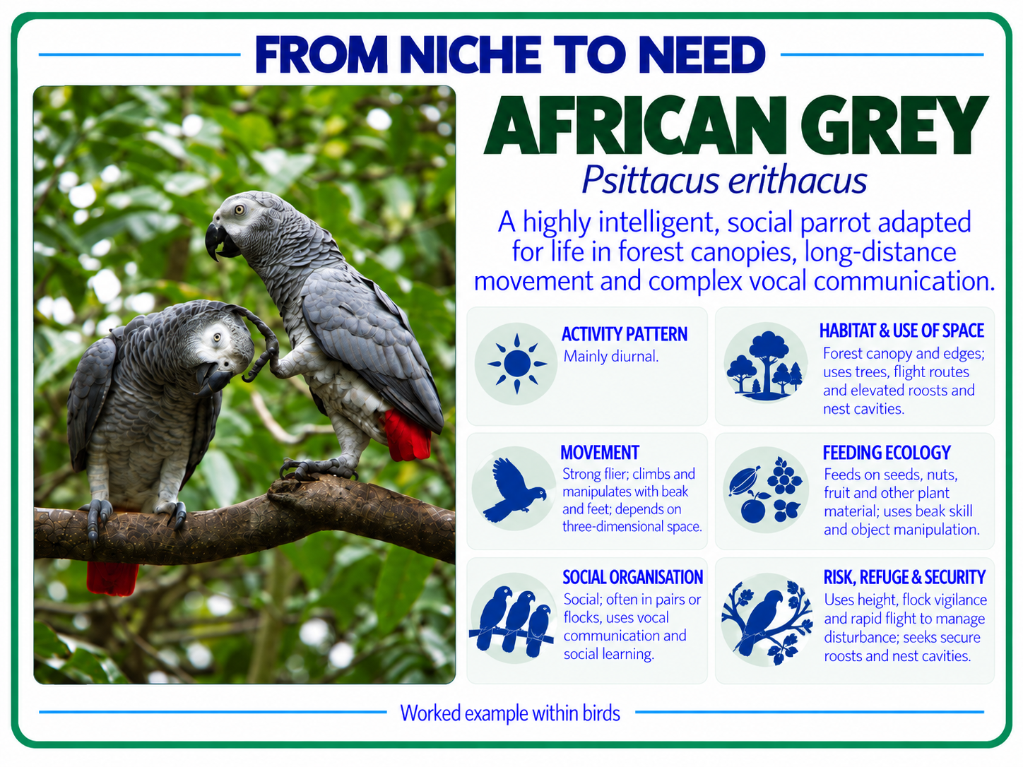 From niche to need pigeon card