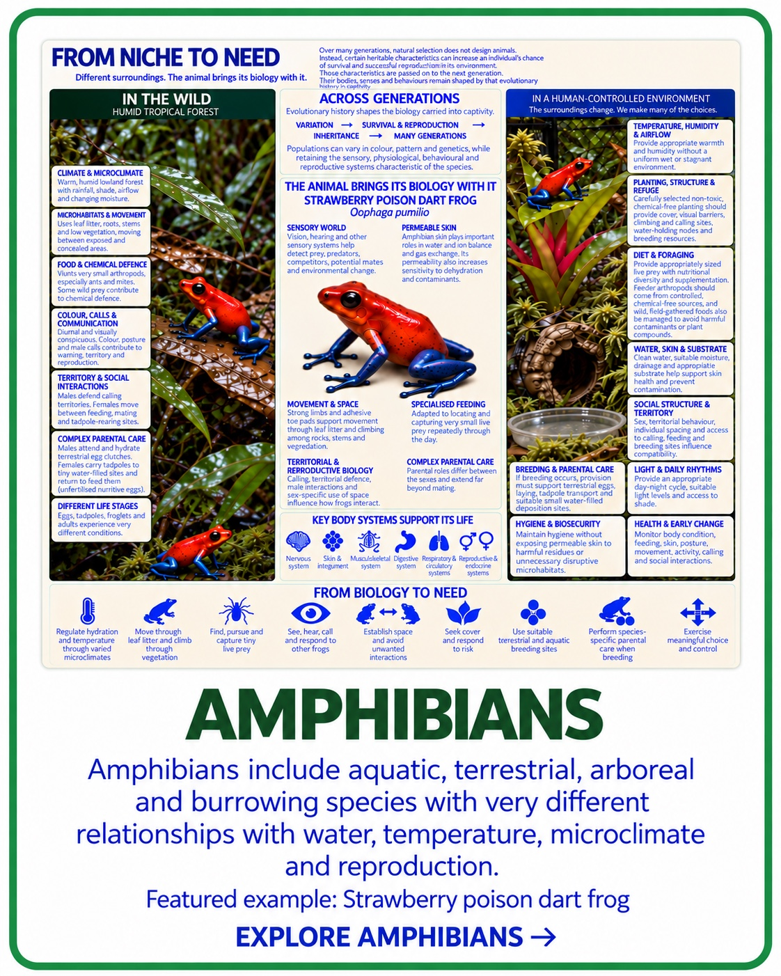 From Niche to Need amphibian taxon card with strawberry poison dart frog as example