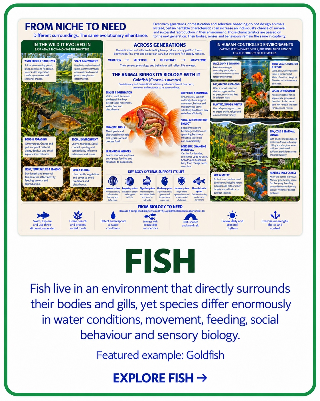 From Niche to Need fish taxon card with goldfish as example