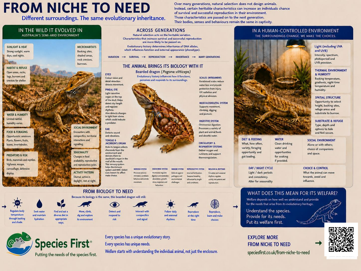 From niche to need bearded dragon poster