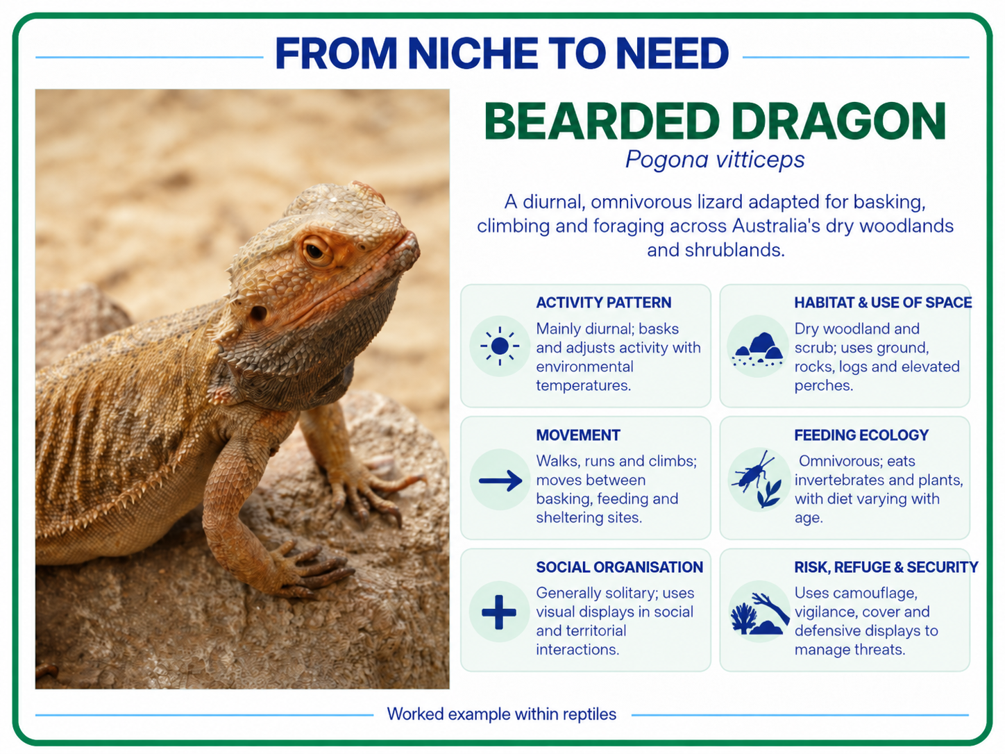 From niche to need bearded dragon reptile card