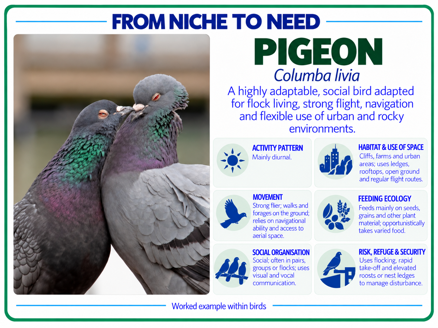 From niche to need pigeon card