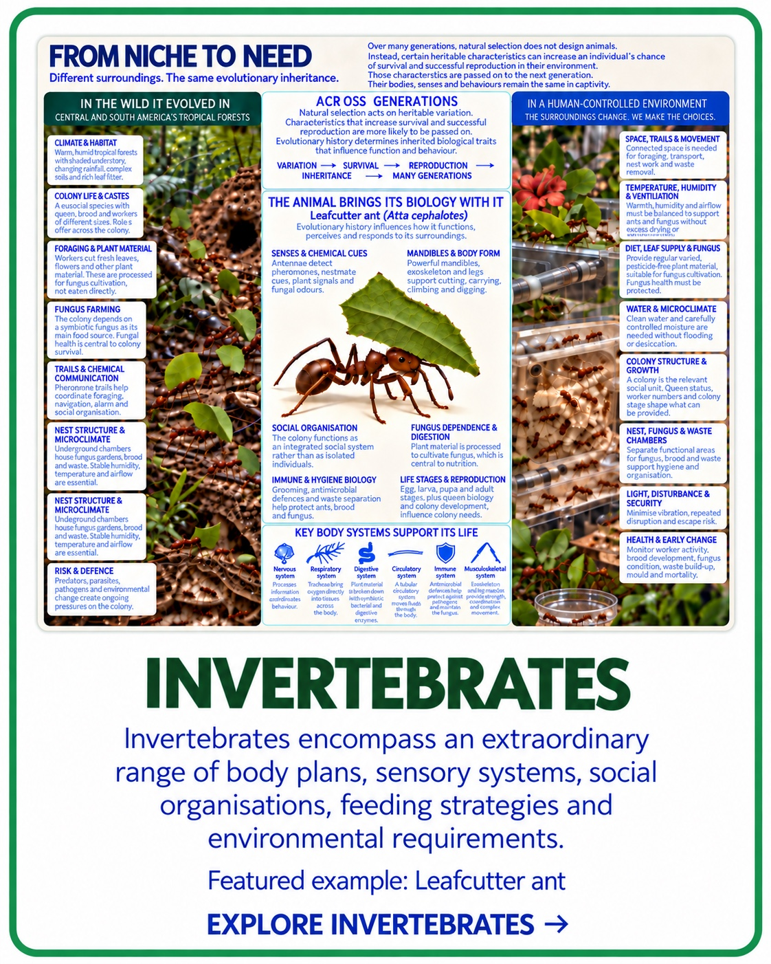 From Niche to Need Invertebrate taxon card with leaf cutter ant example