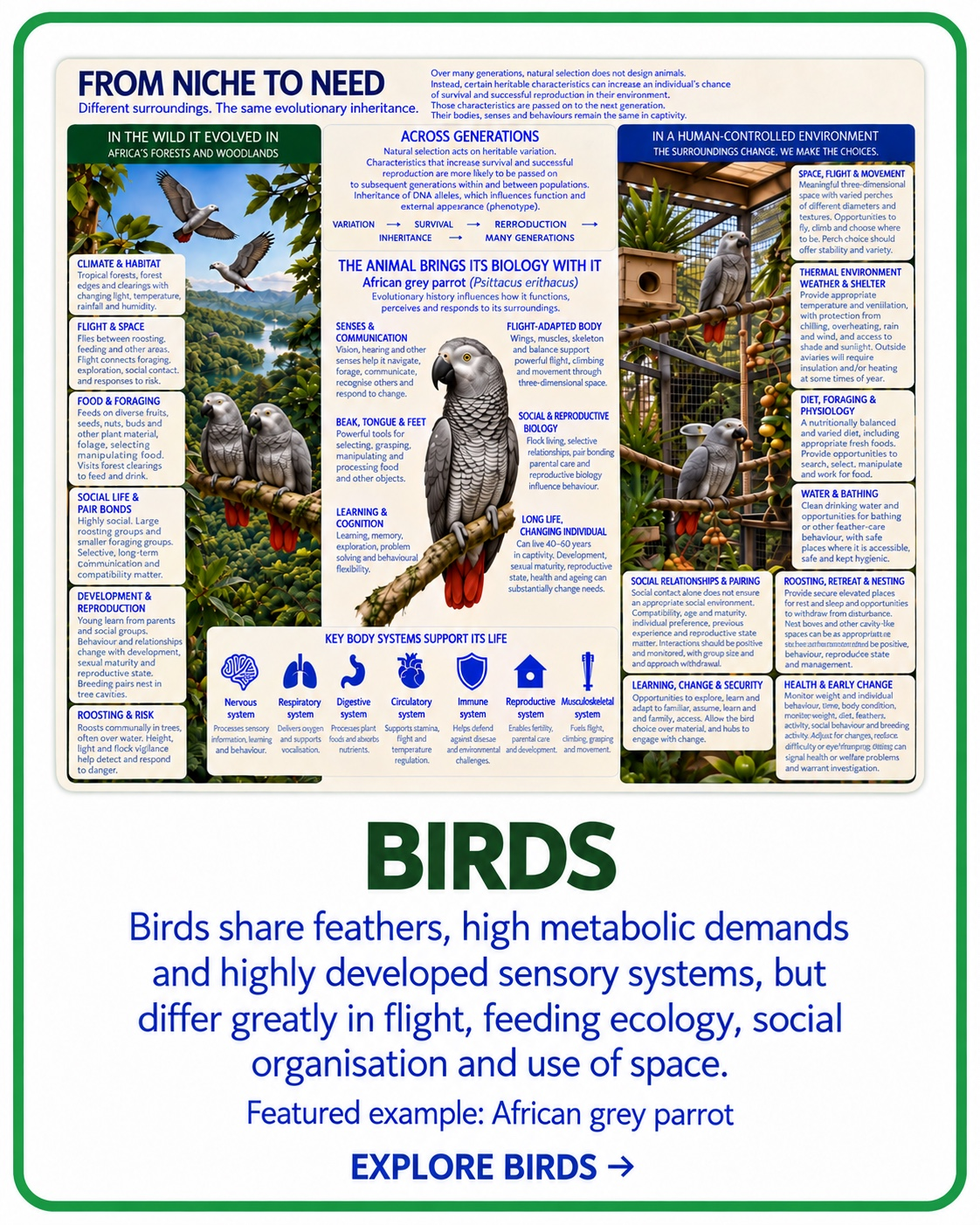 From Niche to Need bird taxon card with African grey parrot as example