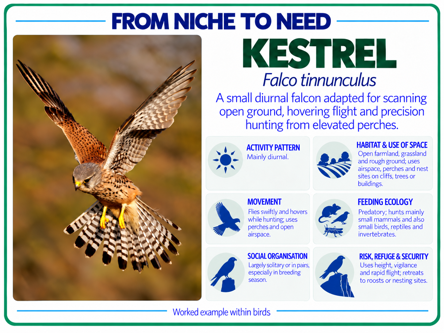 From niche to need kestrel card