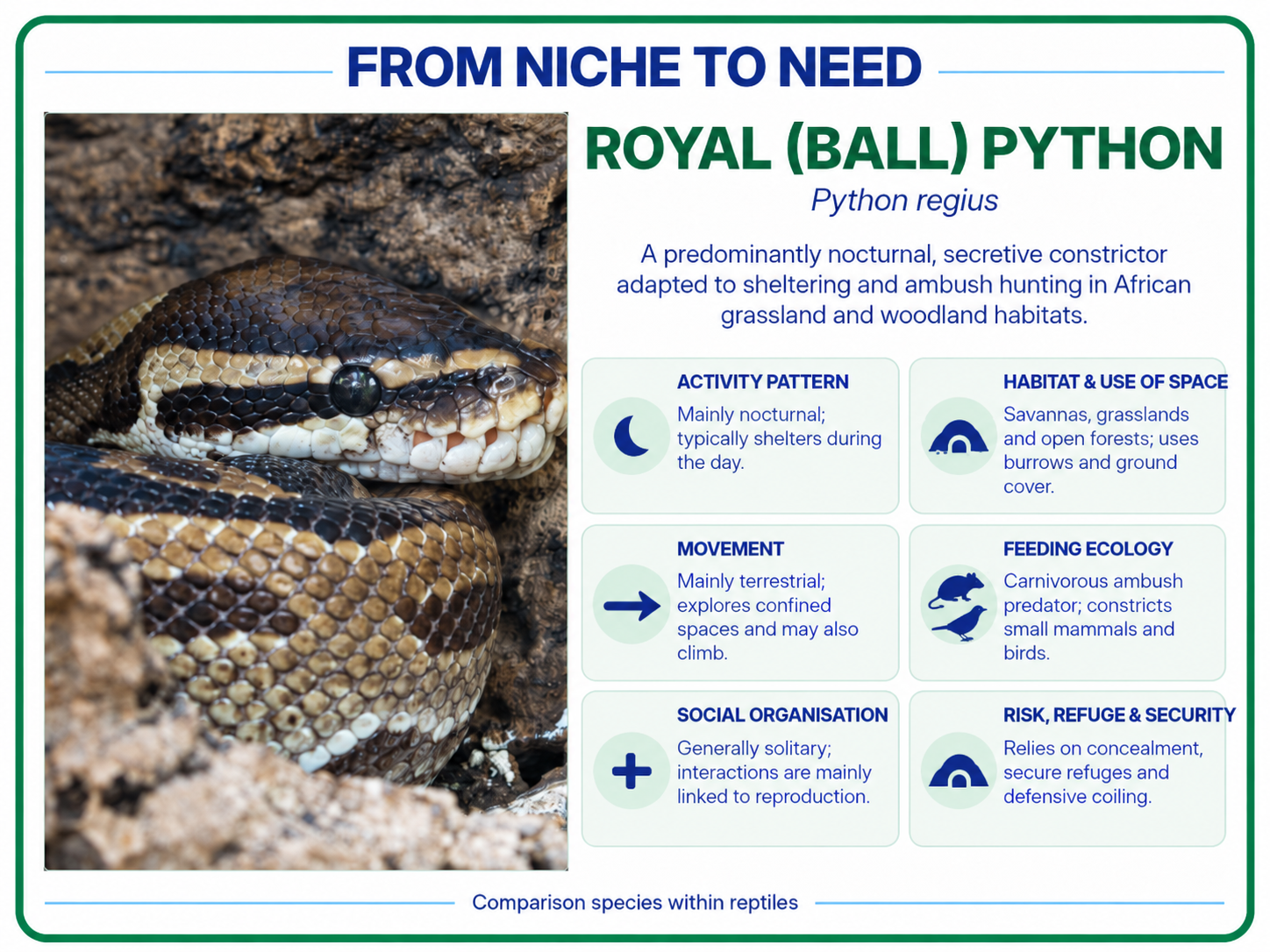 From niche to need royal python ball python reptile card