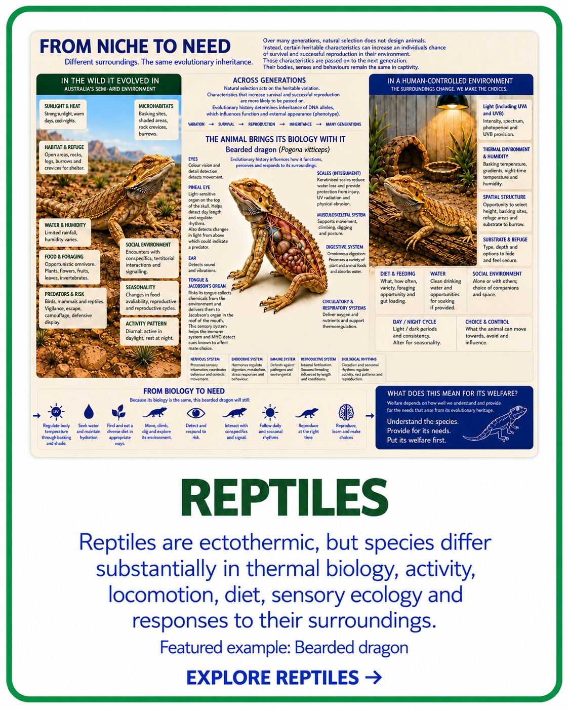 From Niche to Need reptile taxon card with bearded dragon as example