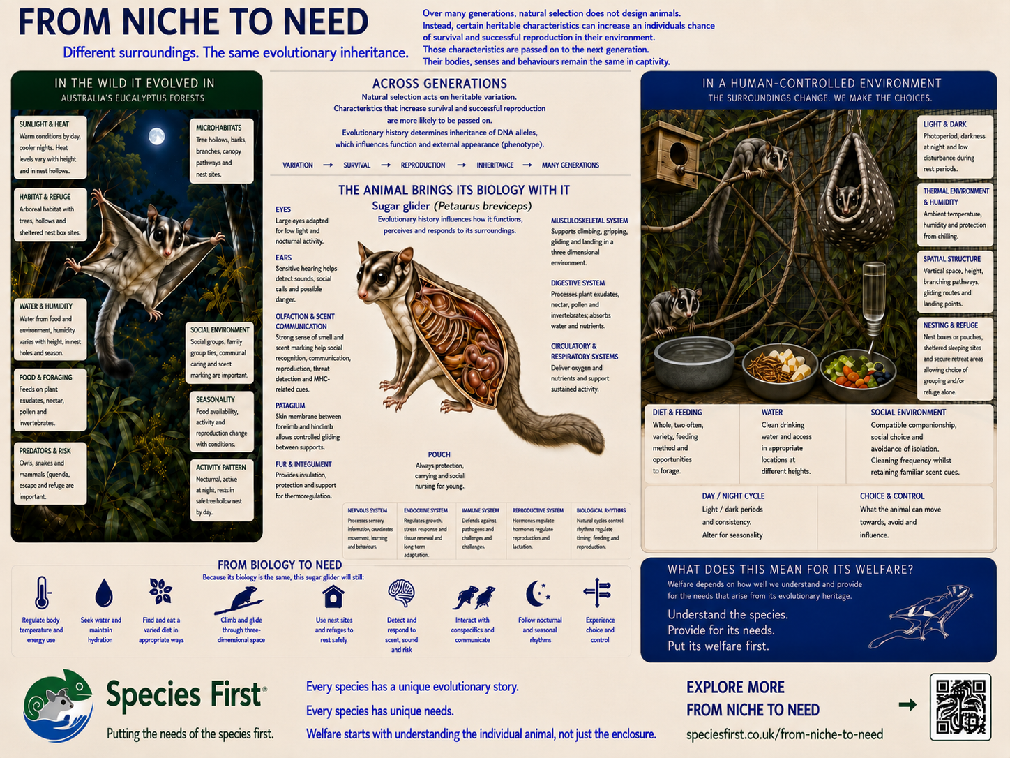 From Niche to Need poster for sugar glider