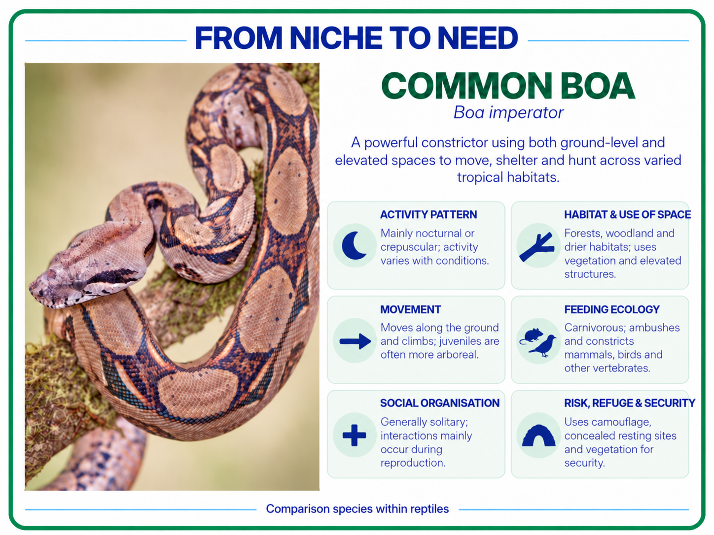 From niche to need common boa imperator reptile card
