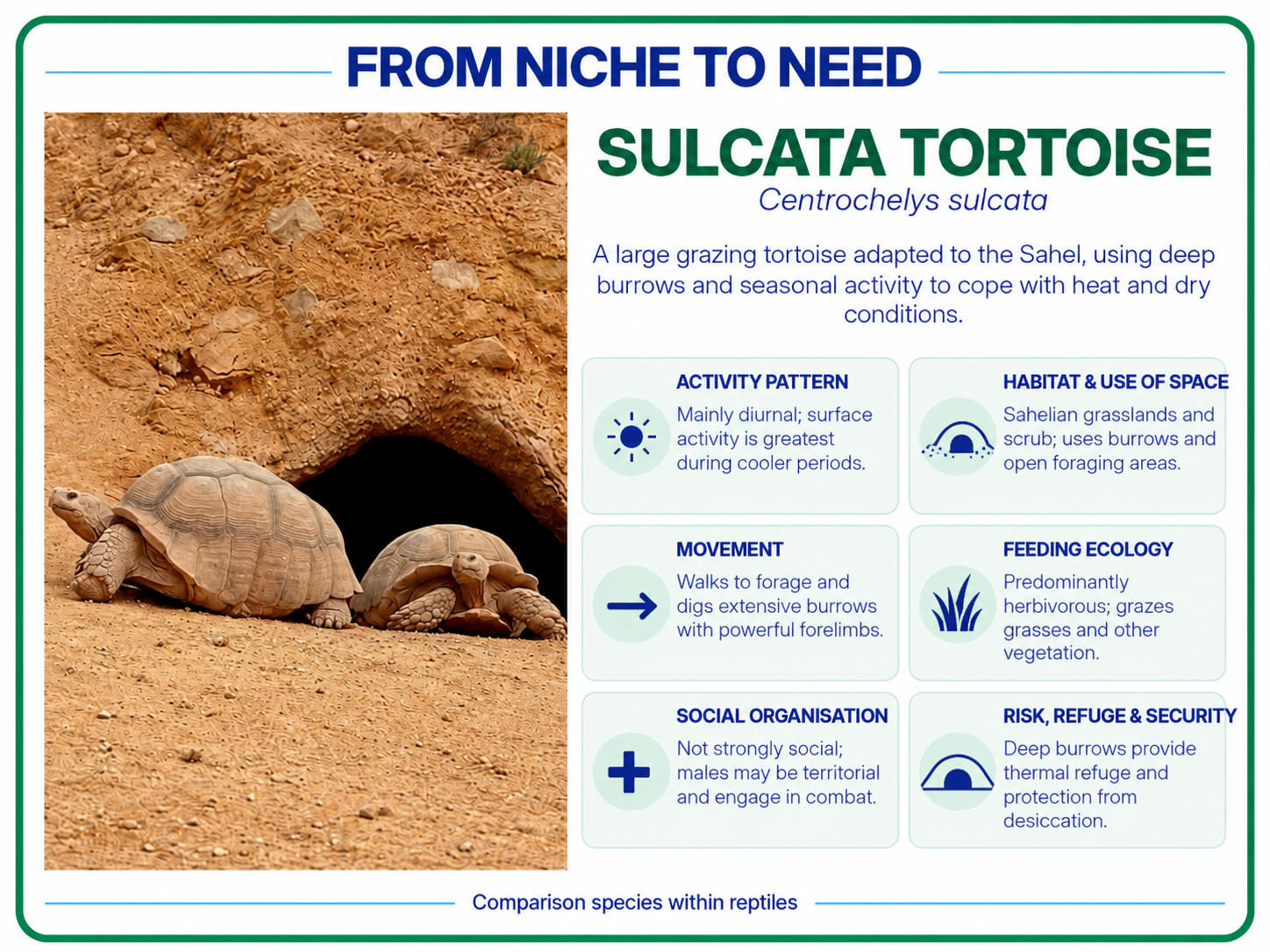 From niche to need sulcata tortoise African spurred tortoise reptile card