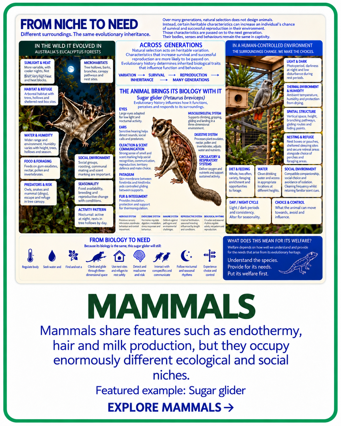 From Niche to Need mammal taxon card with sugar glider as example