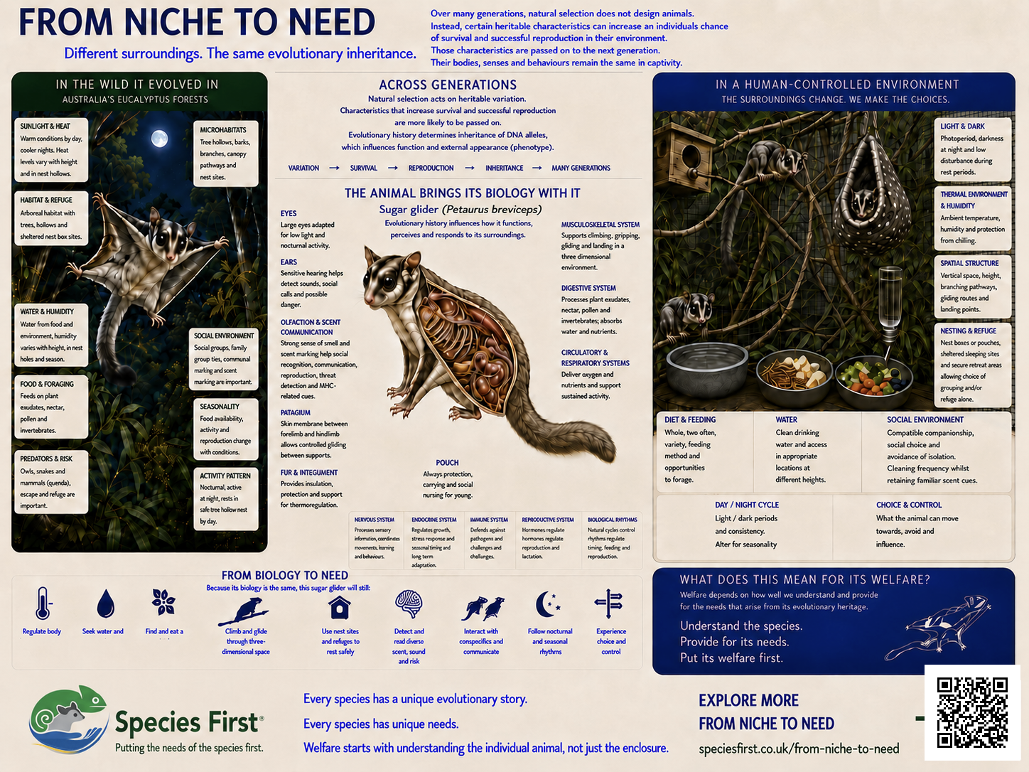 From niche to need sugar glider poster