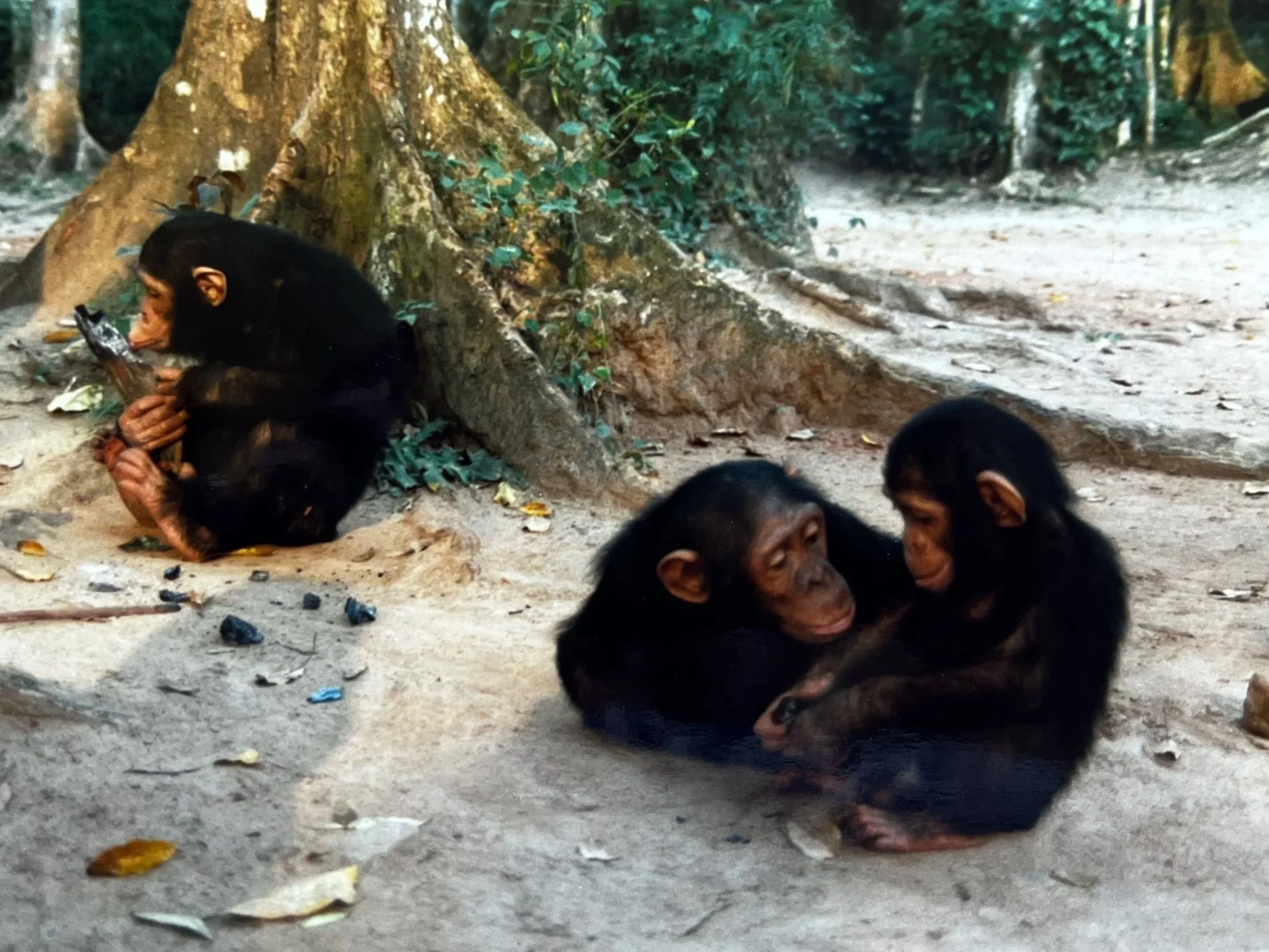Juvenile chimpanzees playing on bank of Epulu river rescued pet trade exotic mammal ape