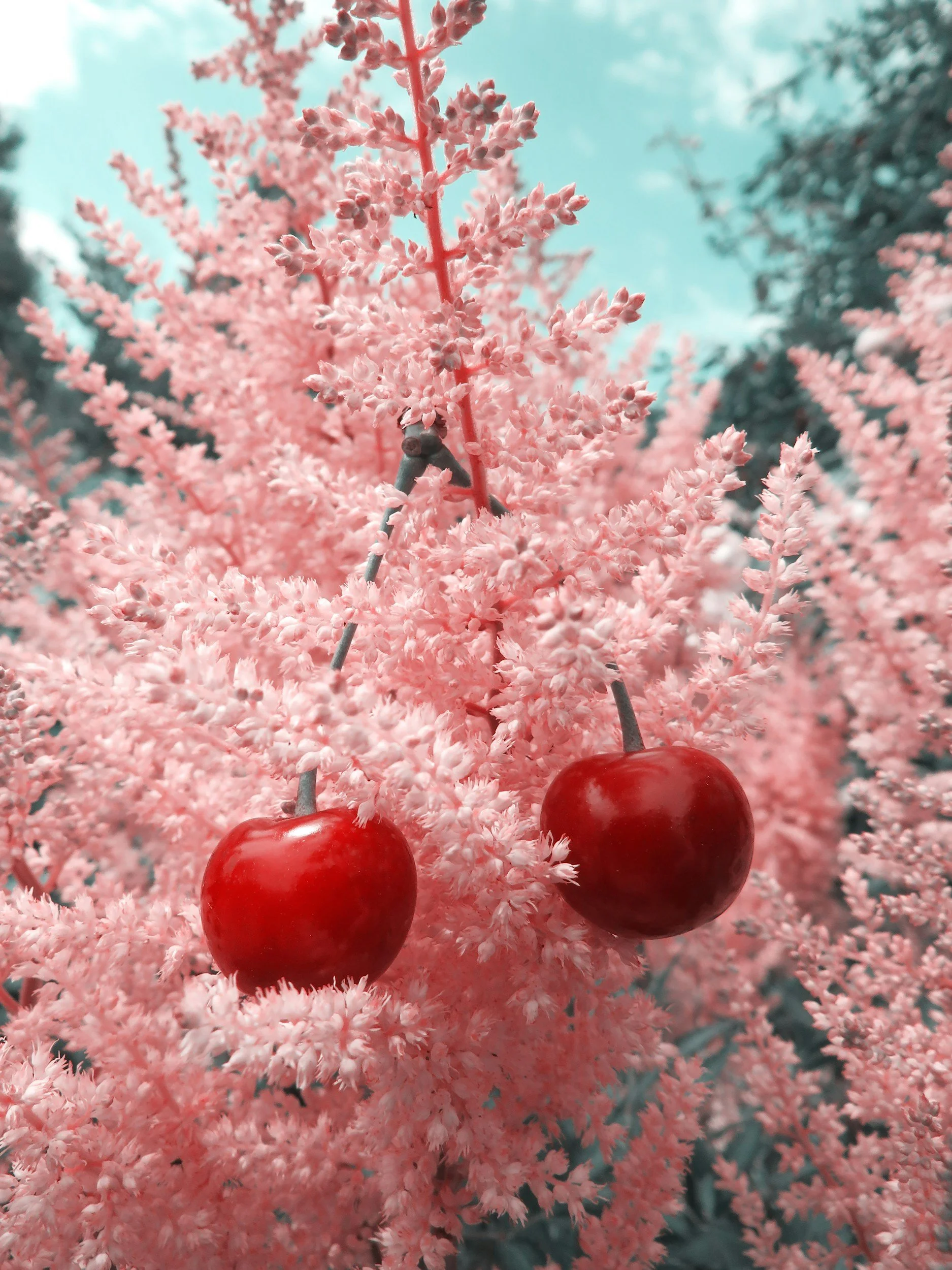deep red cherries against a dark velvet background representing sweetness and indulgence in the poem Cherry on Velvet