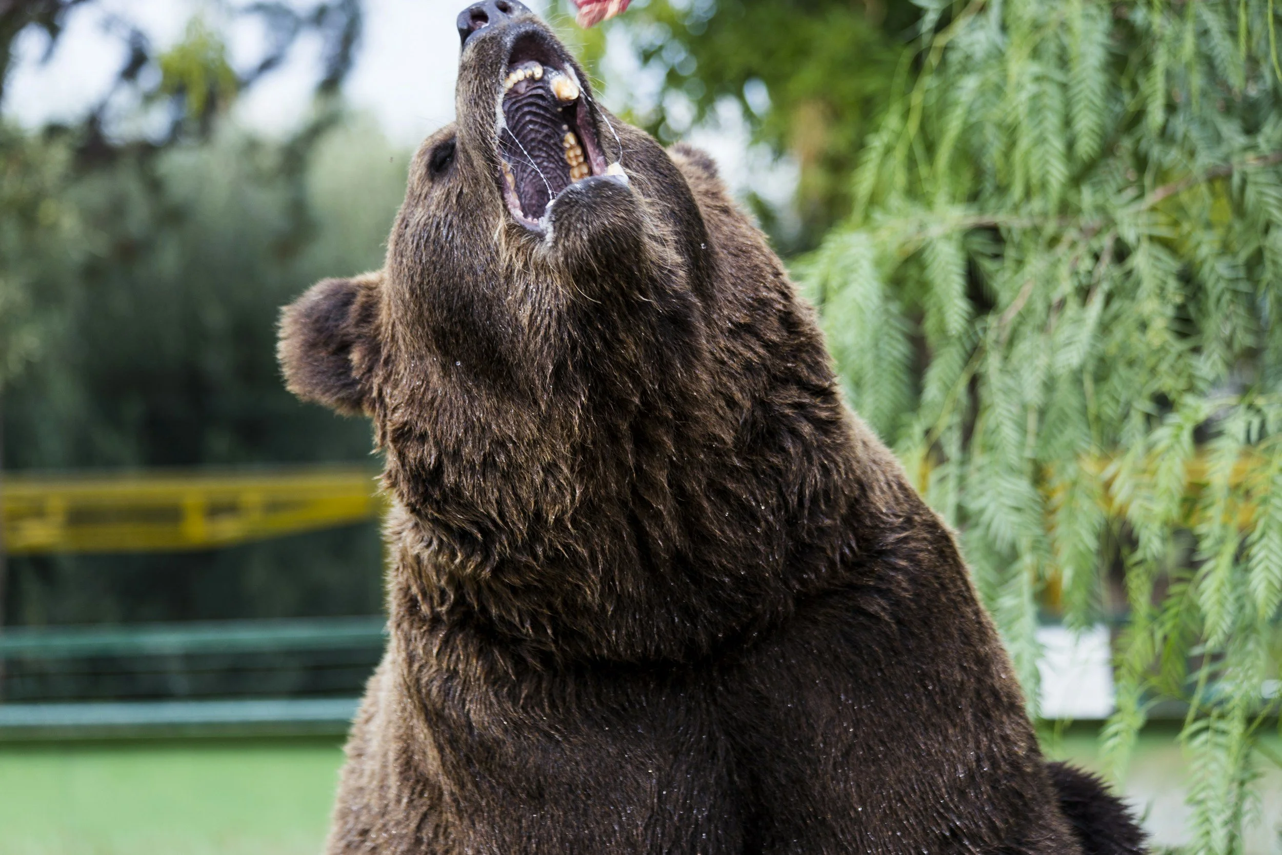 Brown bear roaring with mouth open, symbolizing danger or confrontation.