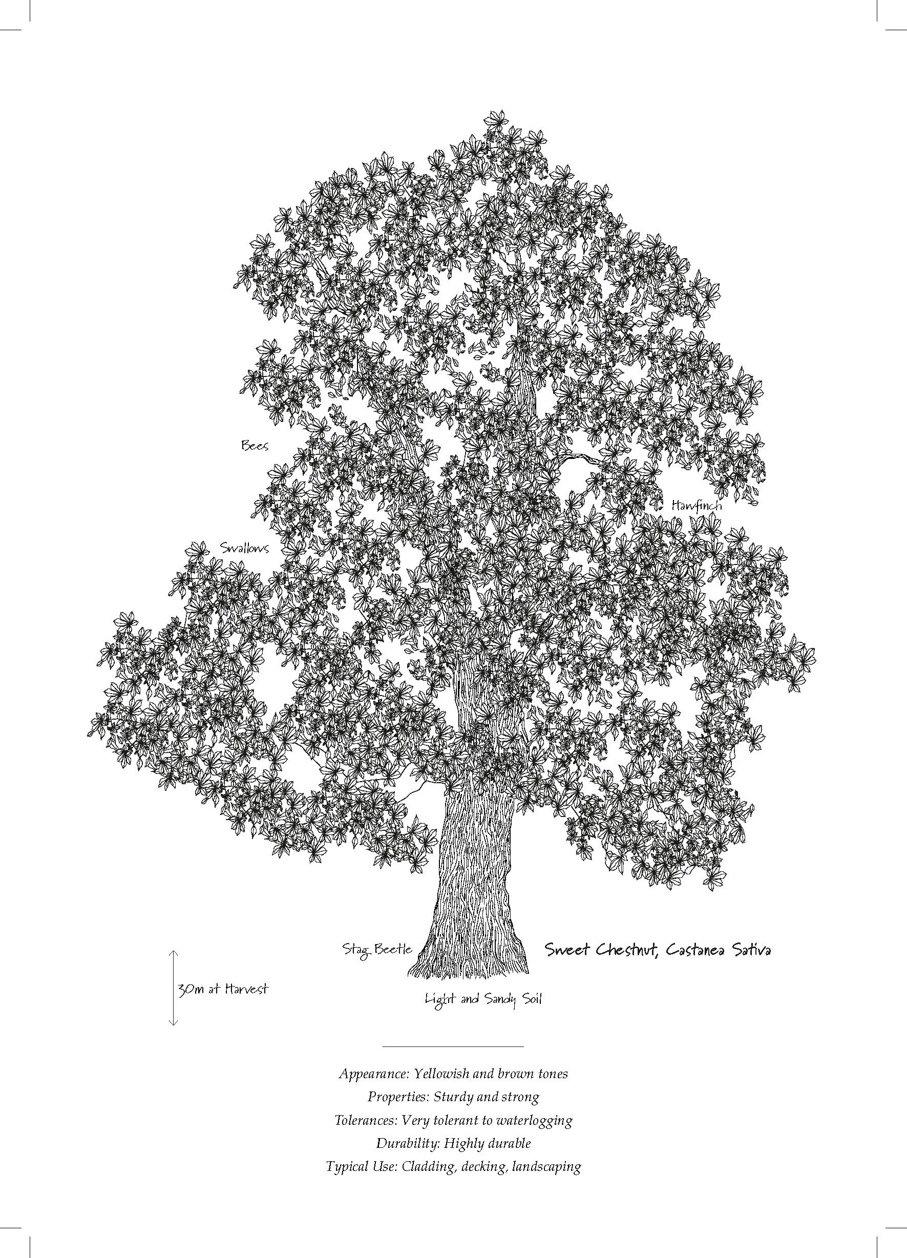 Tree Database_Book_pages_Page_10.jpg