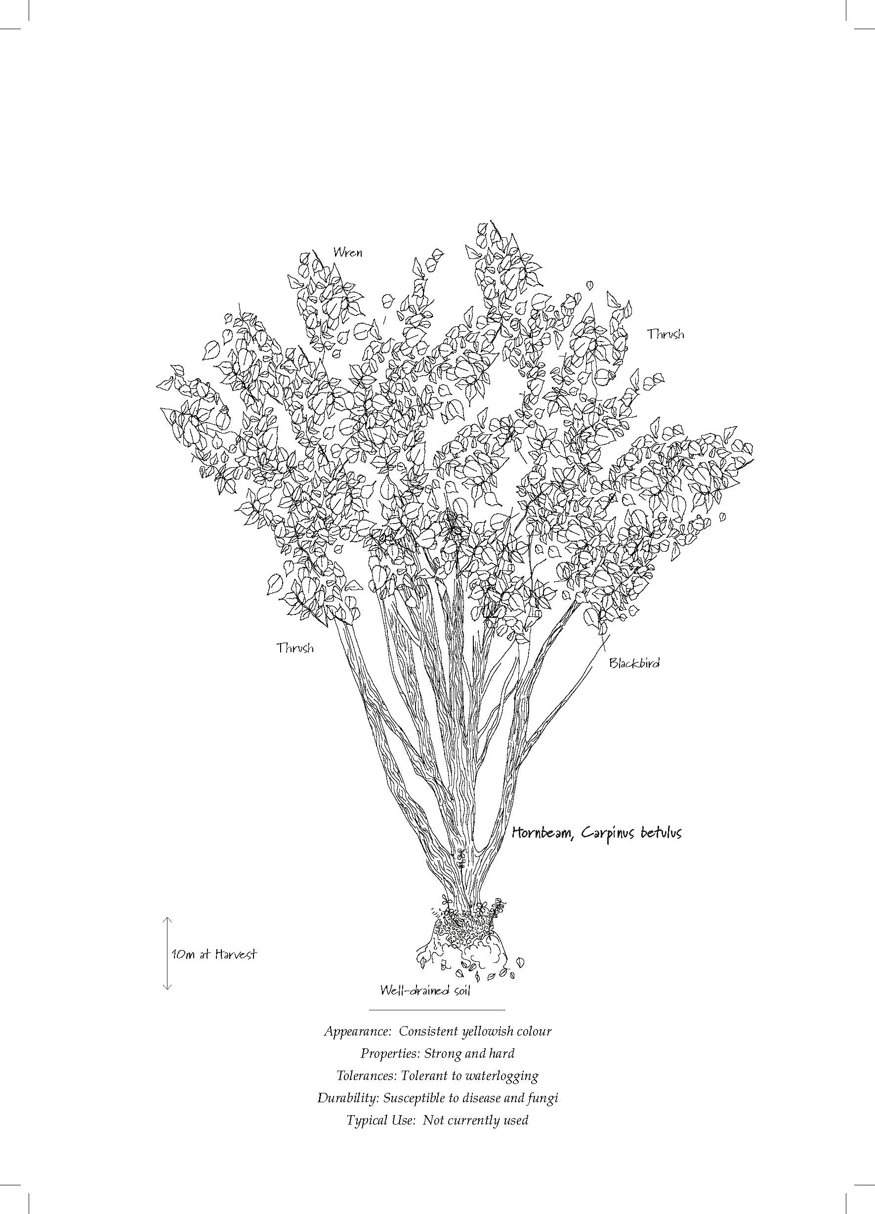 Tree Database_Book_pages_Page_07.jpg