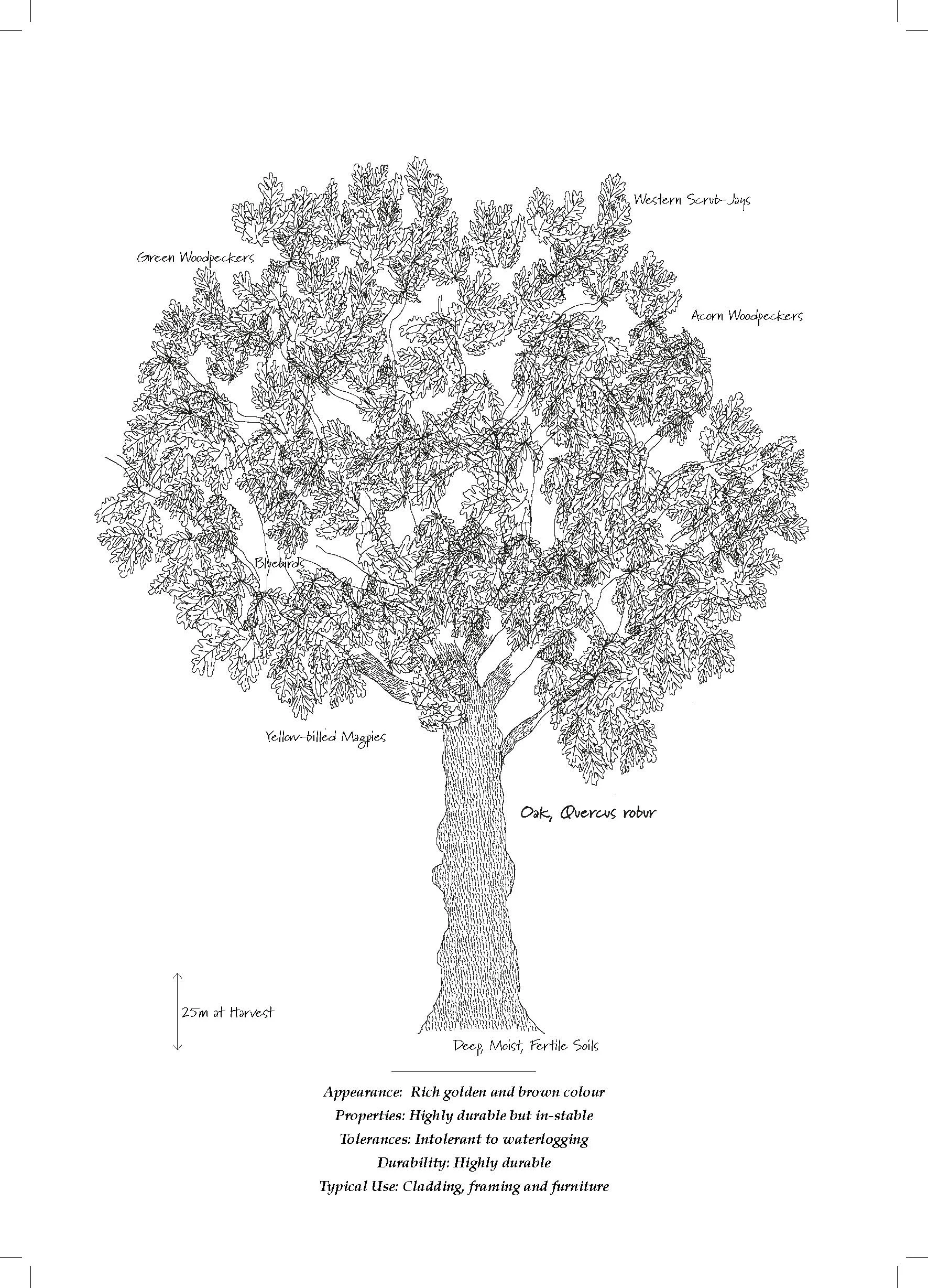 Tree Database_Book_pages_Page_11.jpg