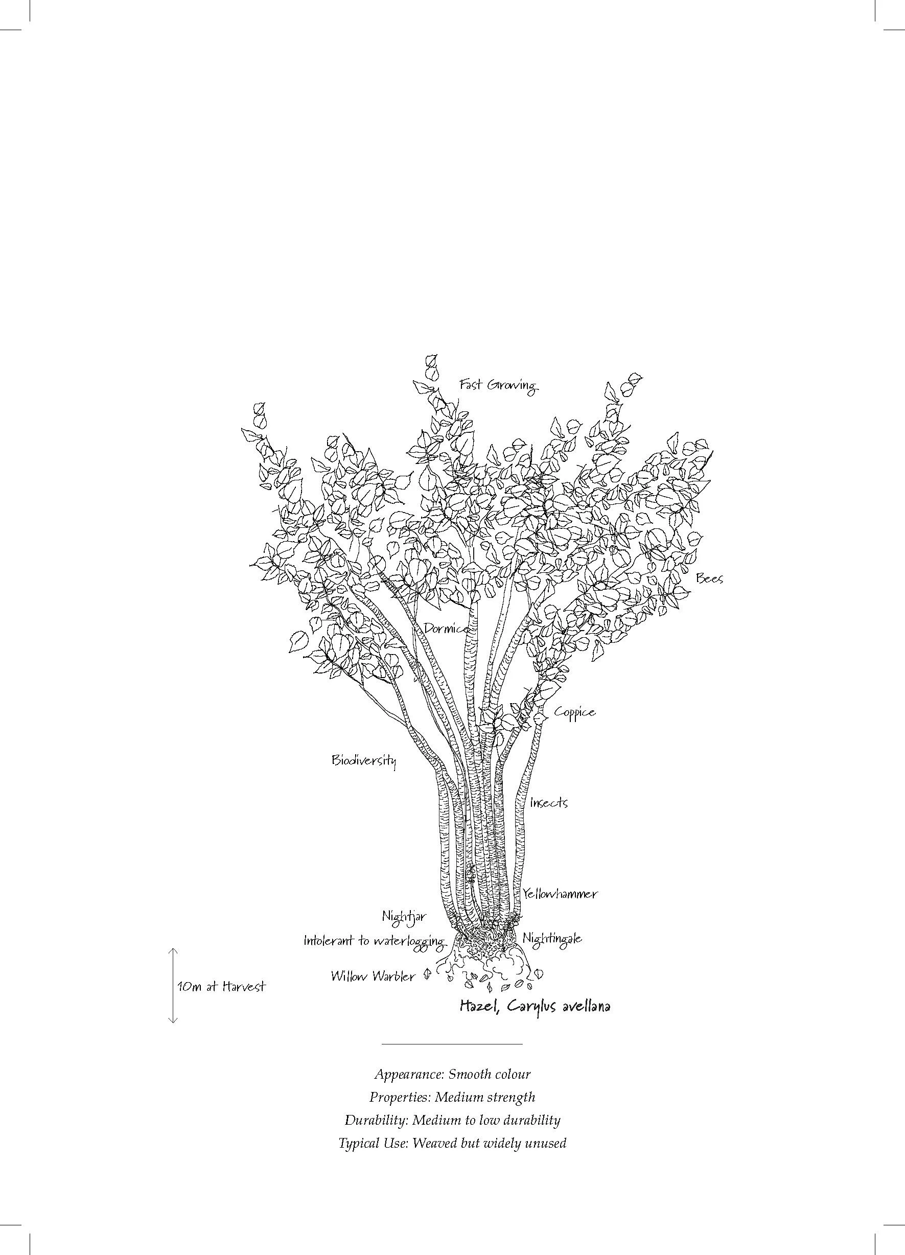 Tree Database_Book_pages_Page_06.jpg