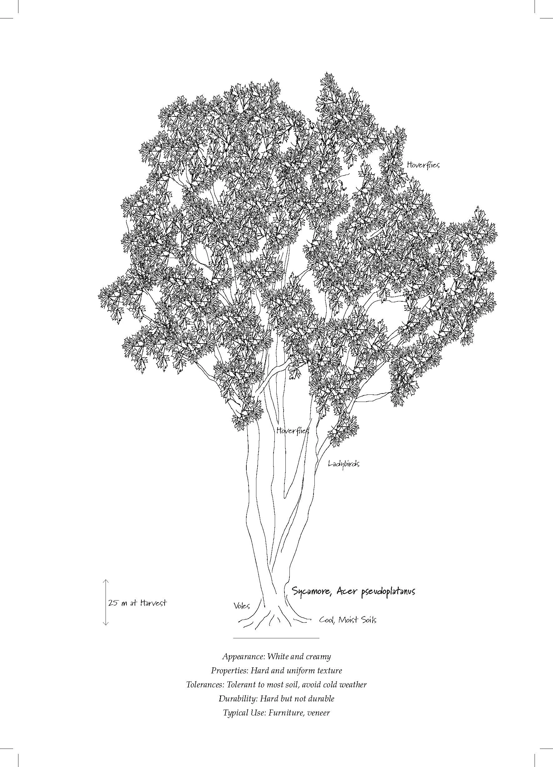 Tree Database_Book_pages_Page_12.jpg