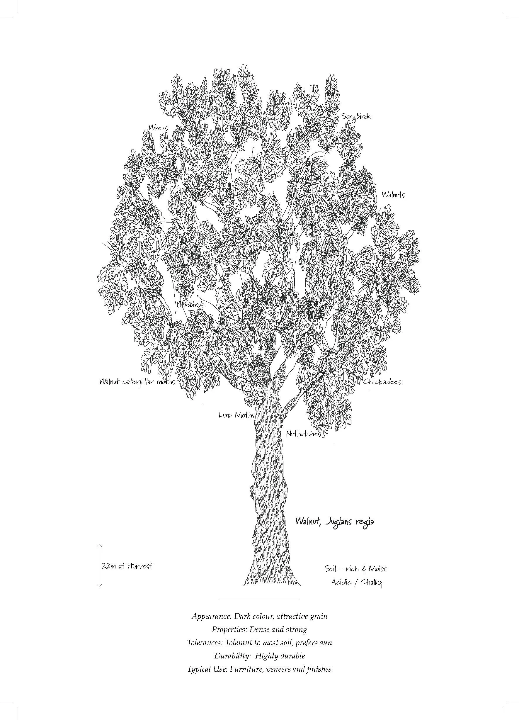 Tree Database_Book_pages_Page_13.jpg