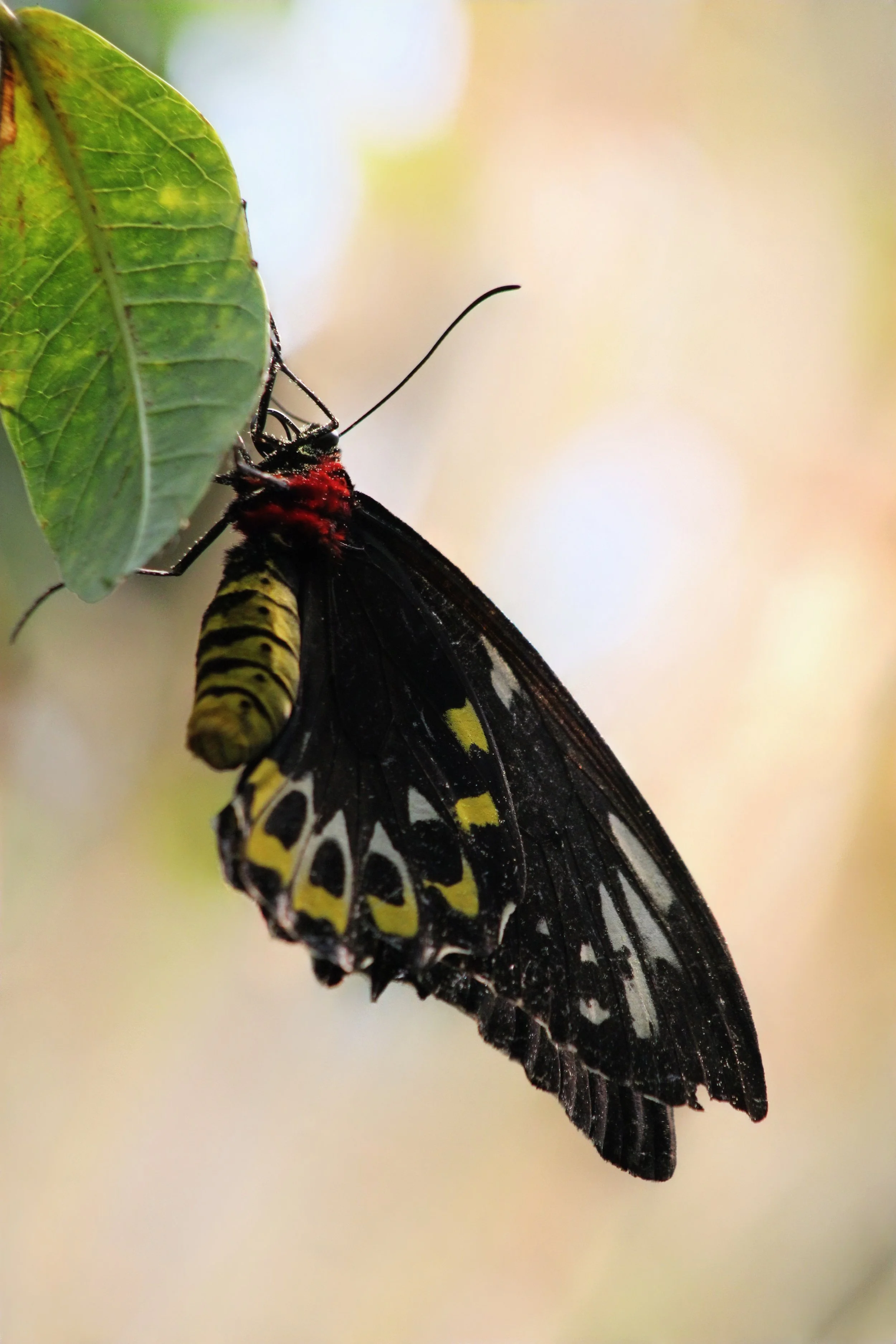 A butterfly emerging from its chrysalis hanging from a green leaf.