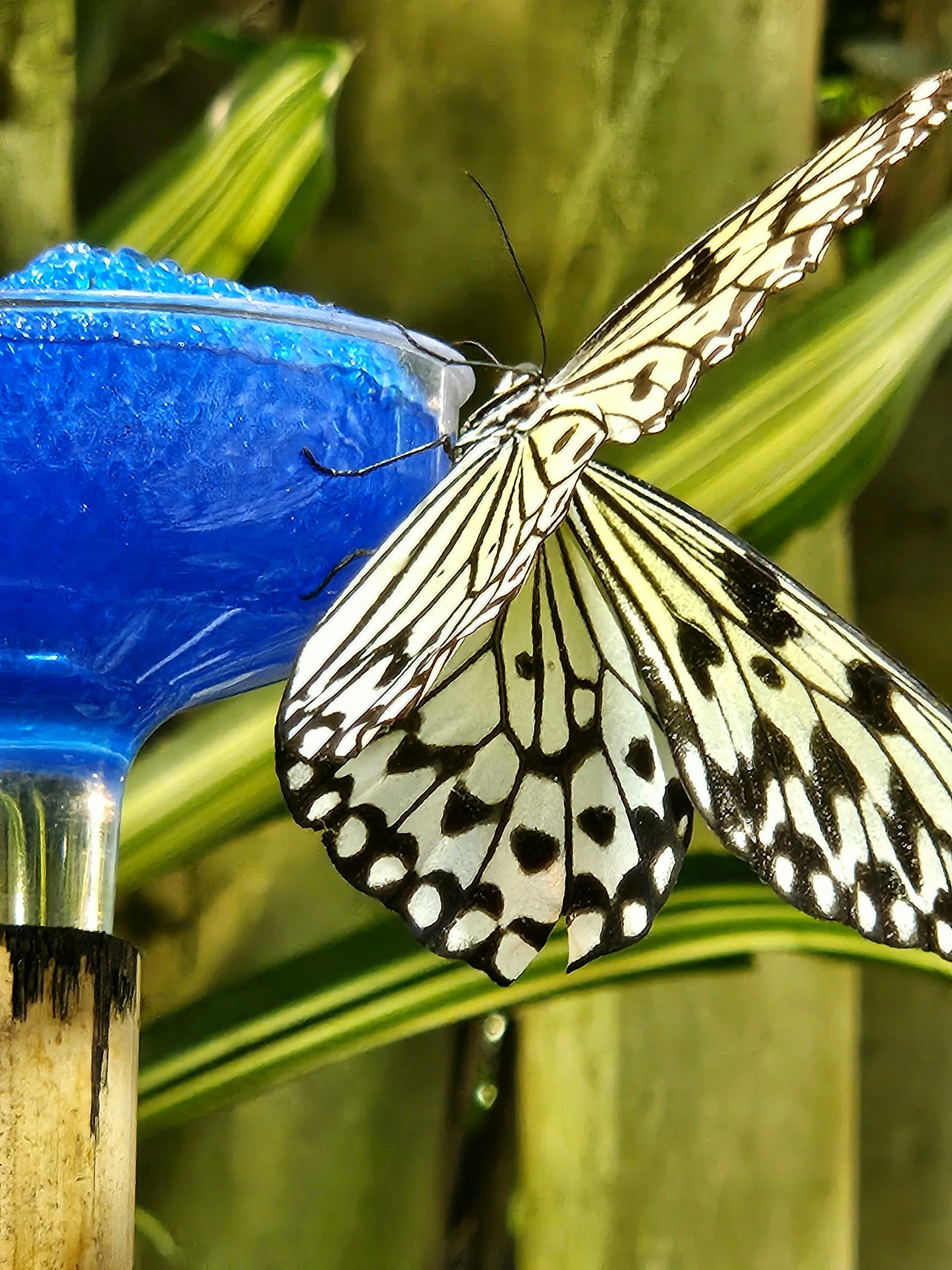 Close-up of a black and white butterfly with yellow wings resting on a blue feeder, surrounded by green plants.