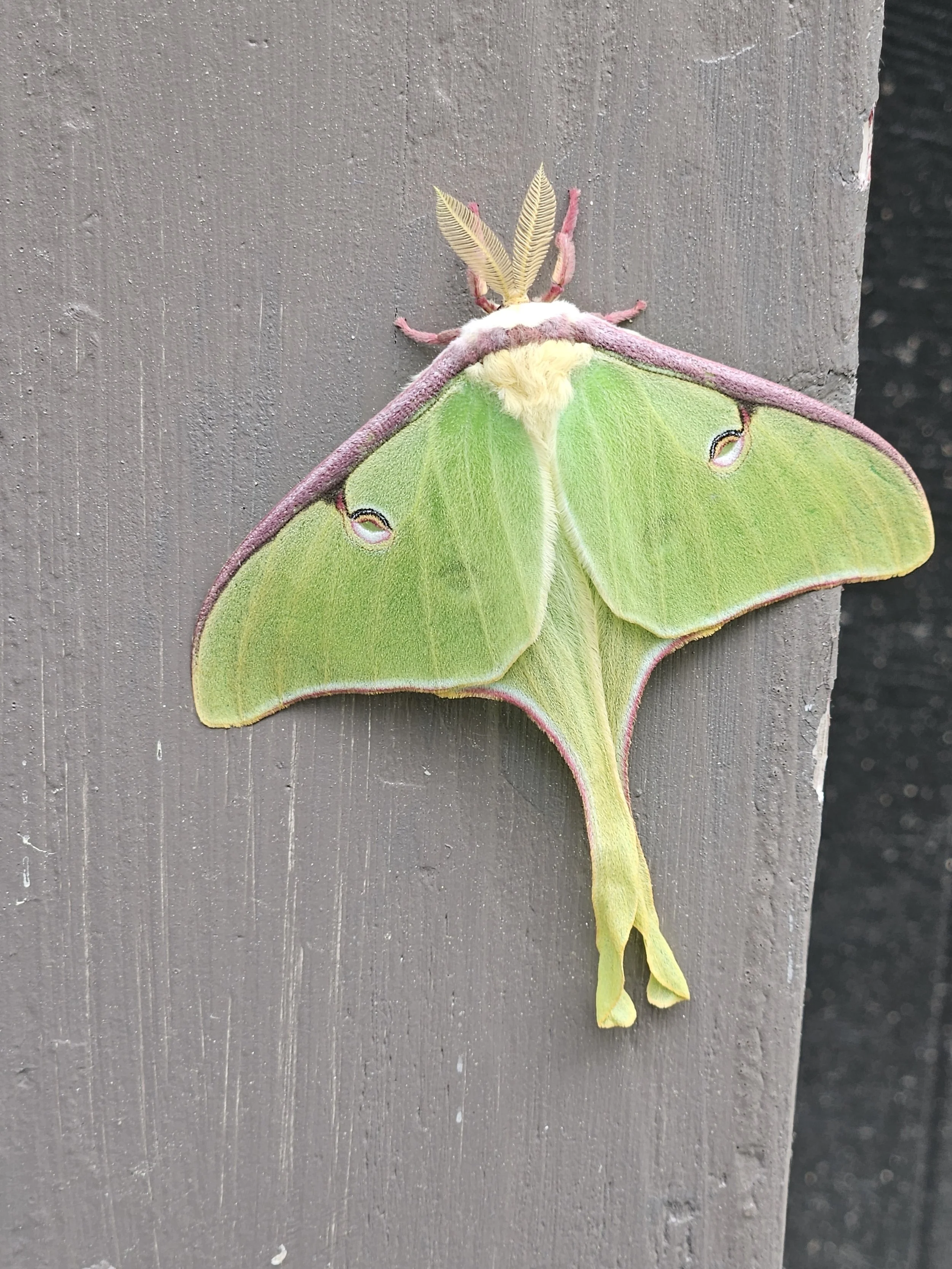 A Luna moth with green wings, yellow body, and tail-like extensions, resting on a dark gray wooden surface.