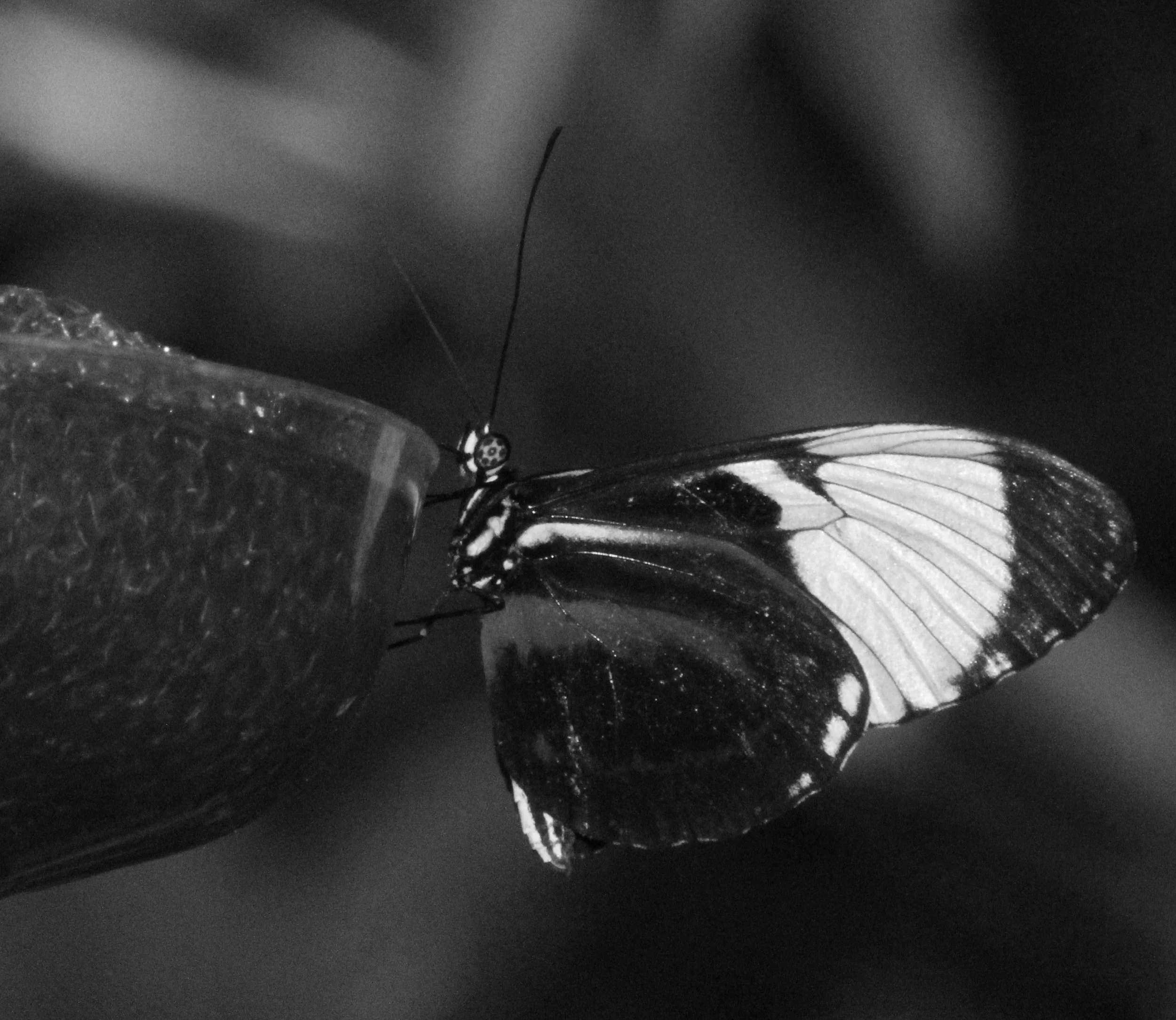 Close-up of a butterfly with detailed wings, and antennae, on a dark surface.
