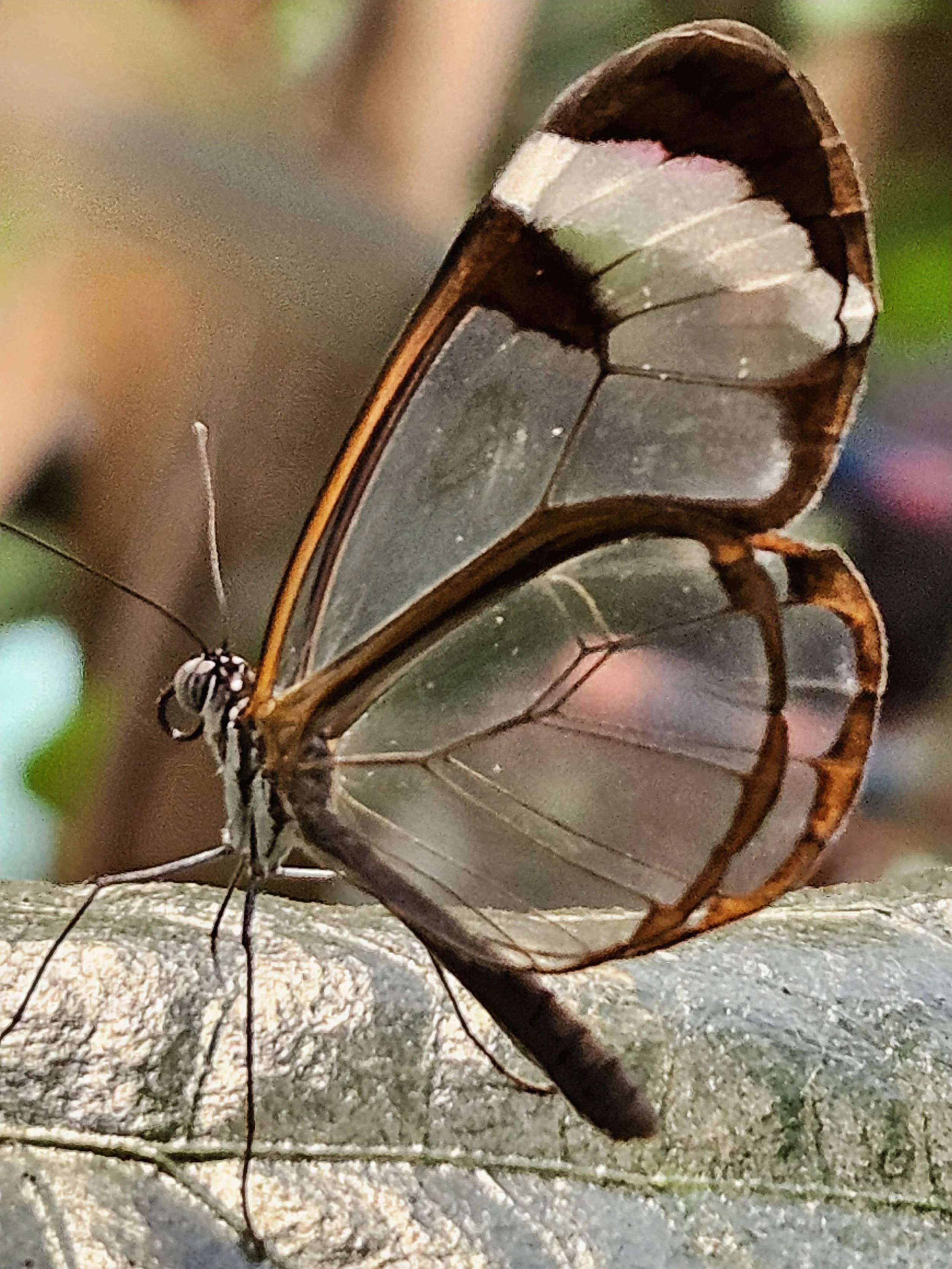 Close-up of a butterfly with transparent wings resting on the ground, with a blurred background.