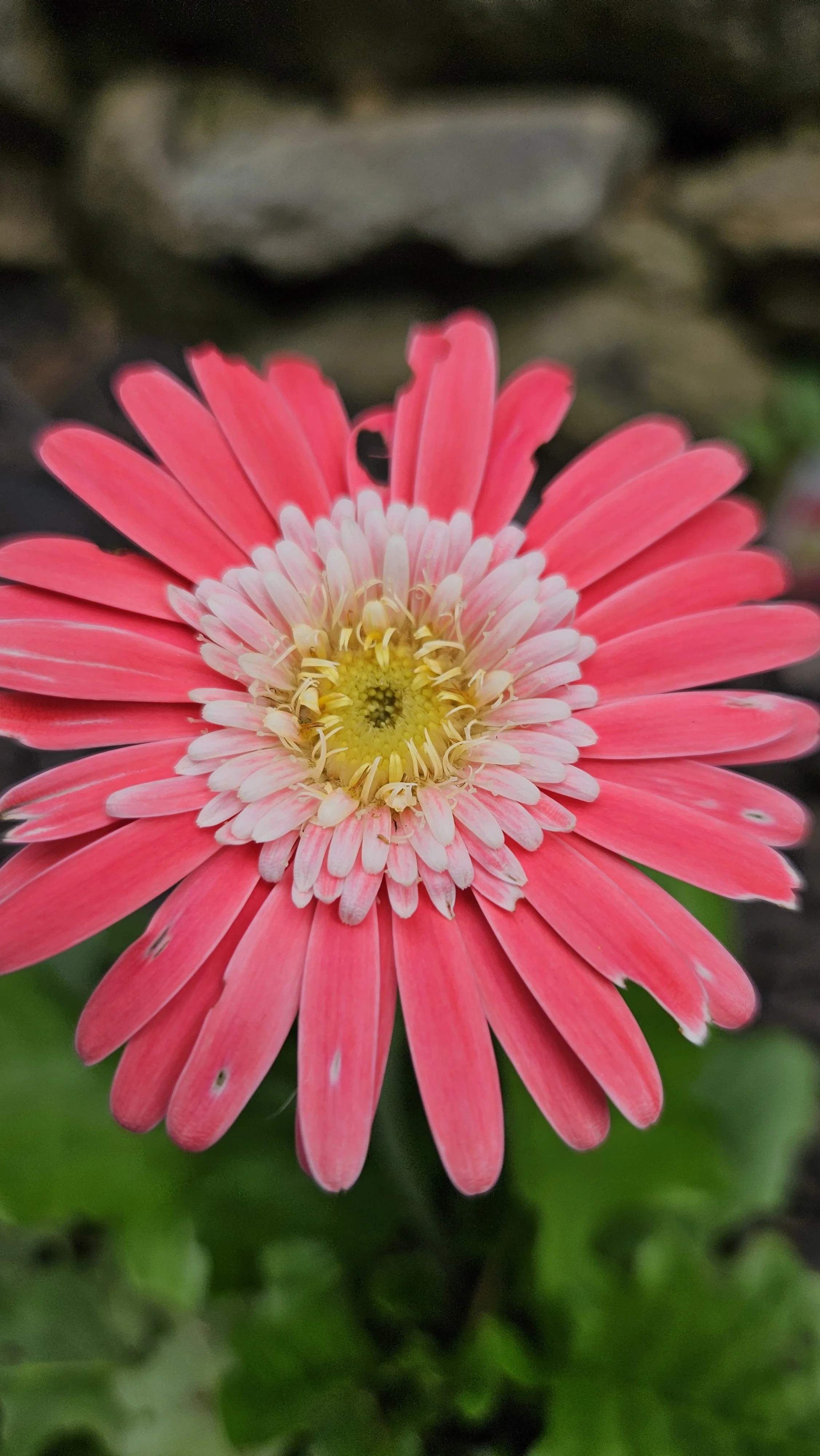 A close-up of a pink and white daisy flower with a yellow center, set against a background of green leaves and blurred soil or mulch.