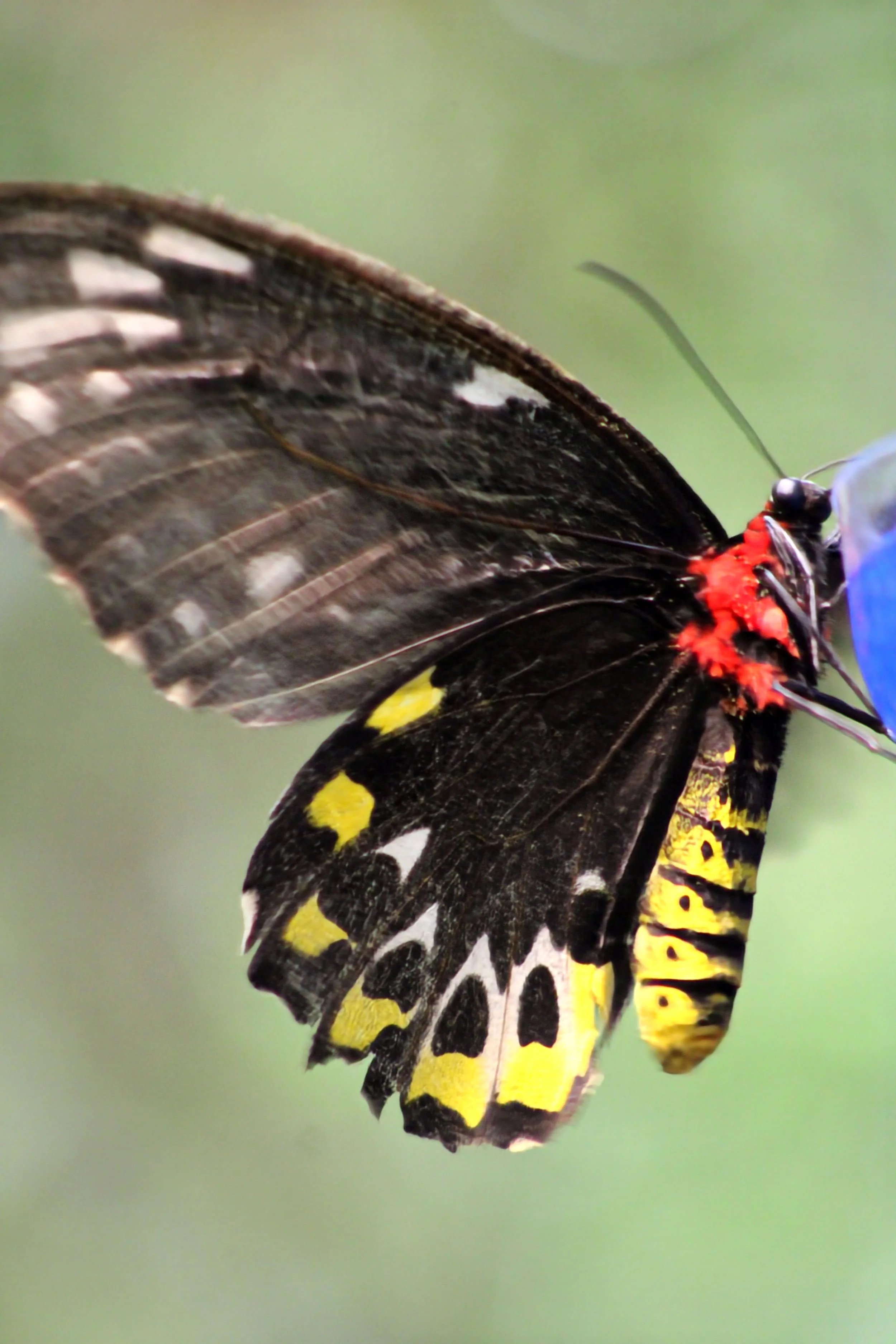 Close-up of a butterfly's wing with black, yellow, white, and orange colors against a blurred green background.