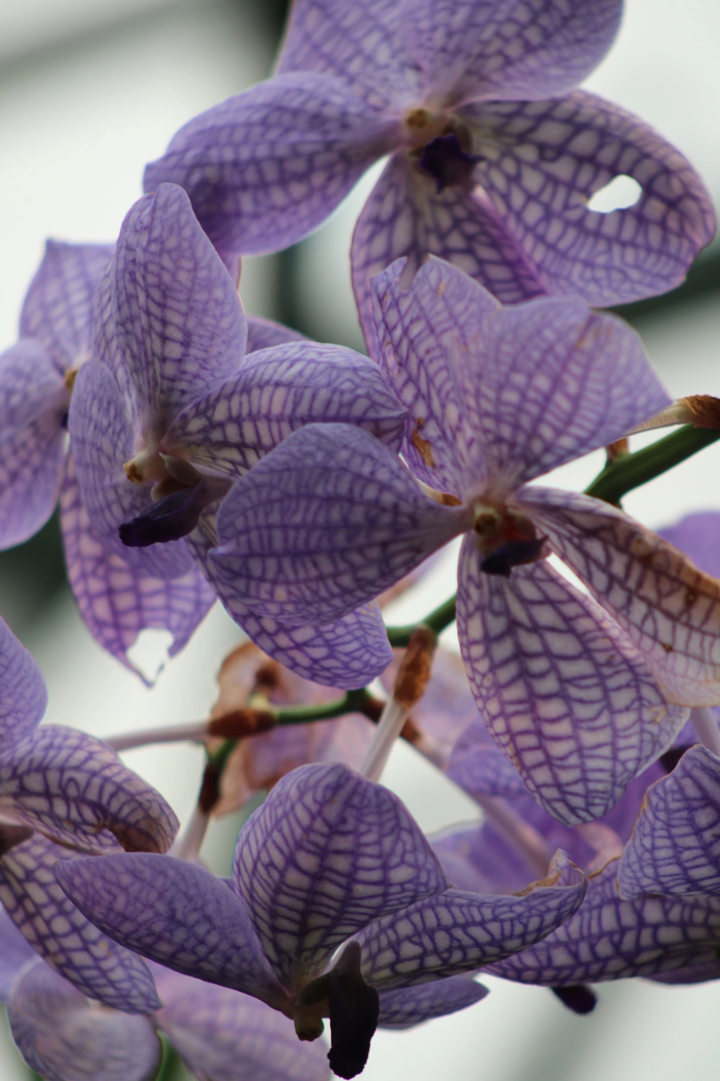 Close-up image of a purple floral flower with intricate purple veining on the petals.