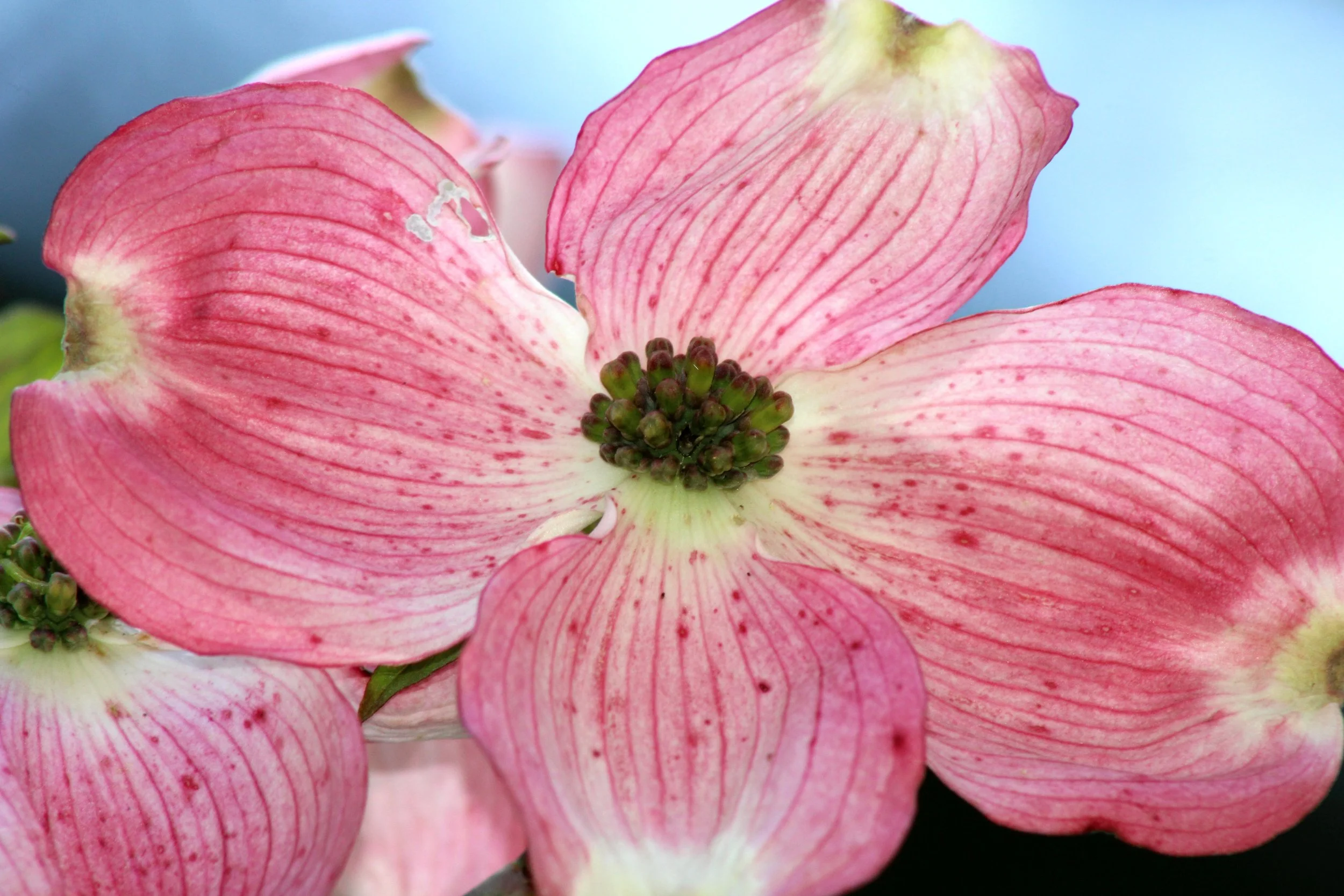 Close-up of pink and white hydrangea flower petals with green buds in the center against a blue background.