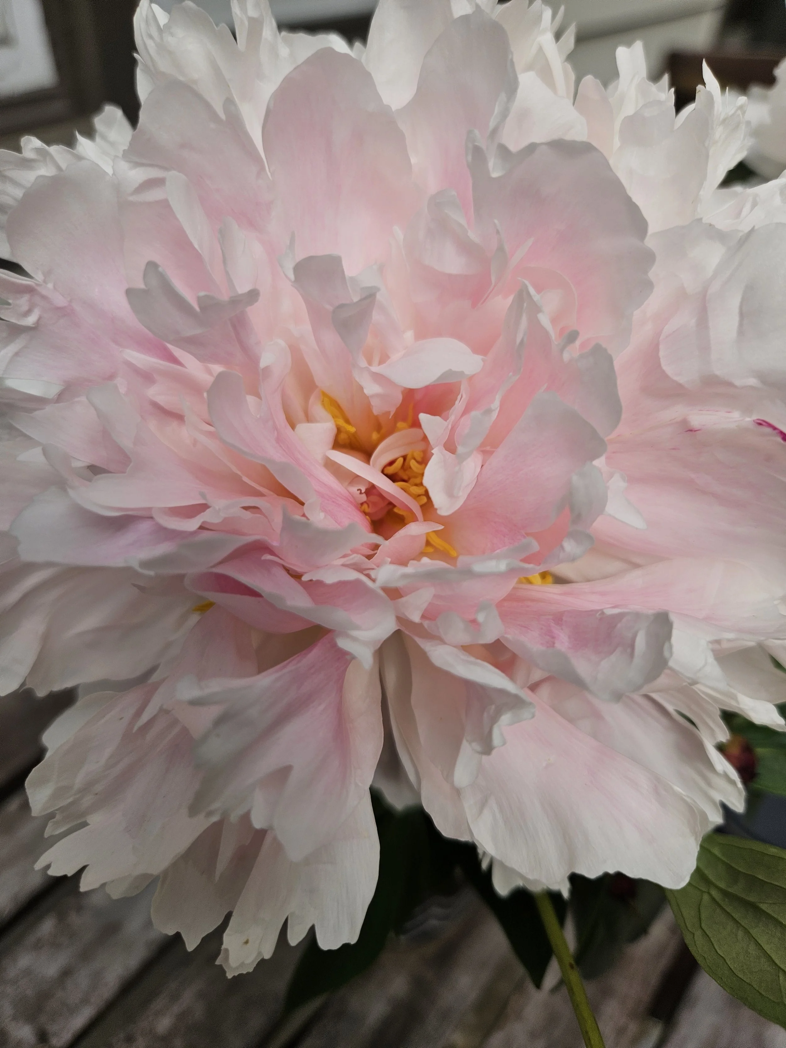 Close-up of a pale pink and white peony flower with green leaves in the background.