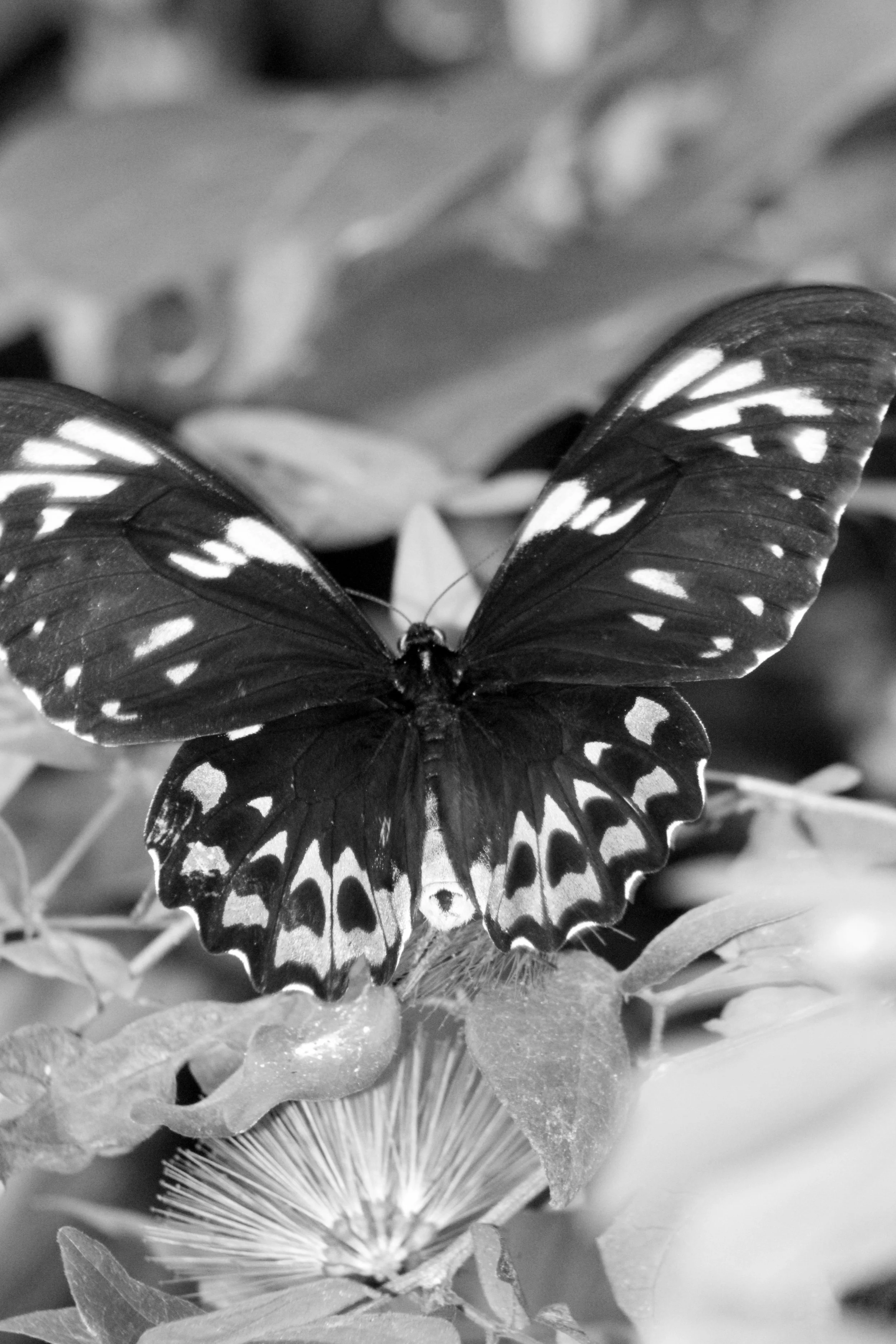 A black and white photograph of a butterfly with intricate wing patterns perched on a flower with prominent stamens and surrounding leaves.