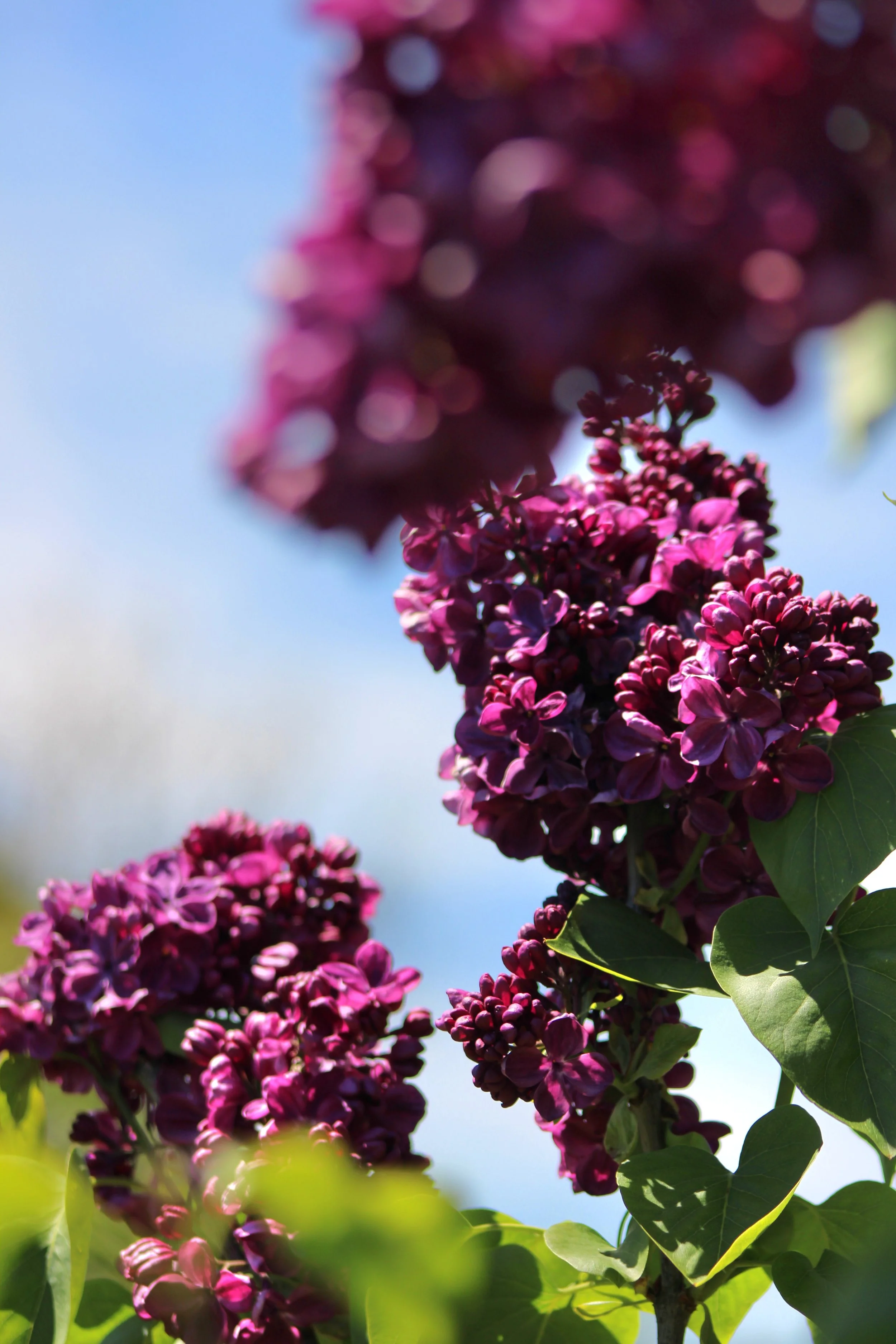 Close-up of purple lilac flowers with green leaves against a blue sky background.