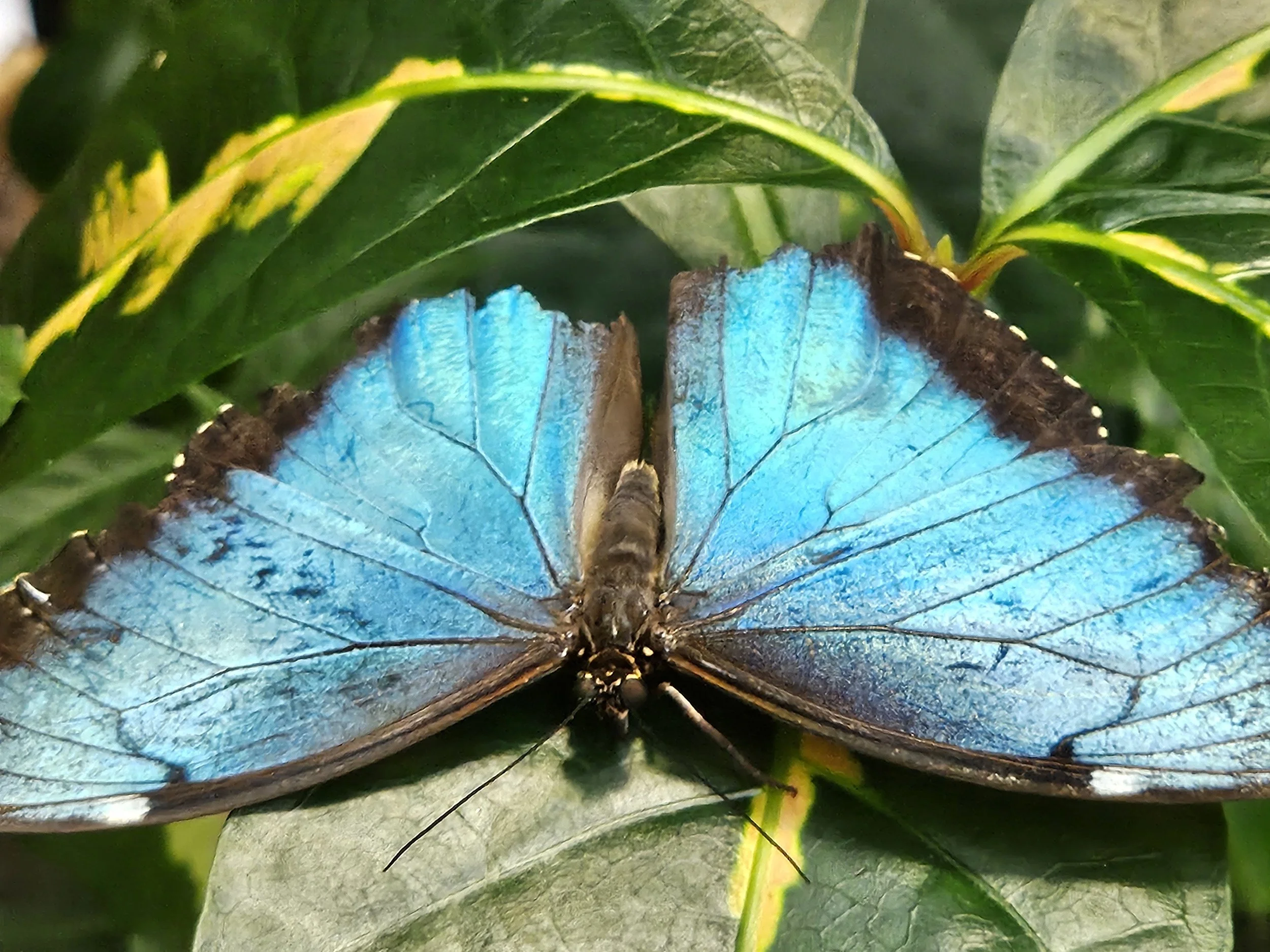 A close-up of a blue morpho butterfly resting on green leaves with yellow accents.
