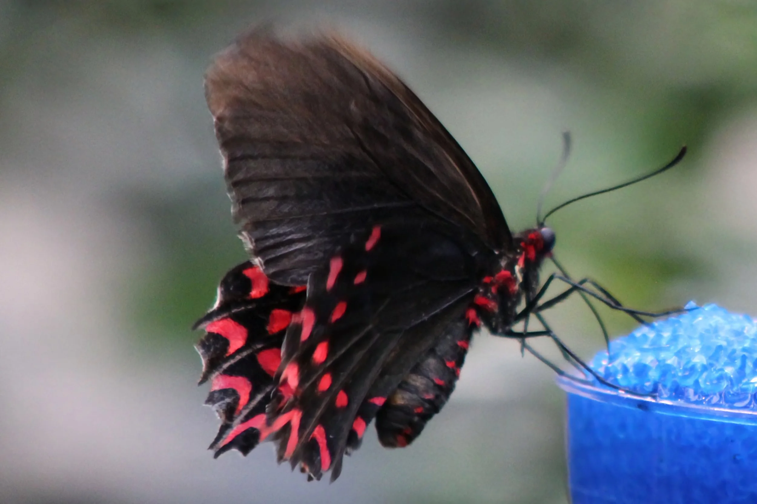 A butterfly with black wings decorated with red spots and blue markings, perched on a branch with a blue flower.