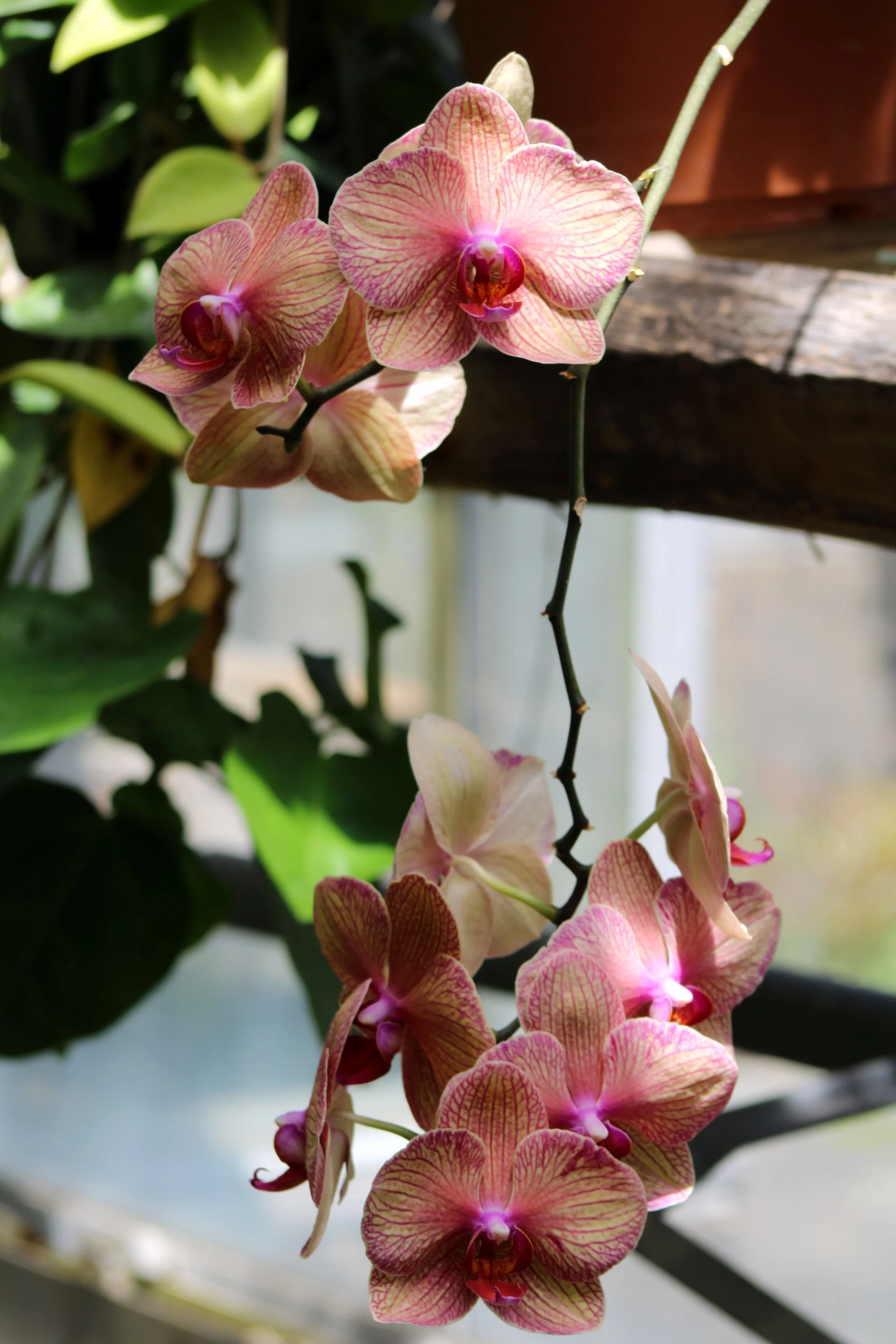 Pink and yellow striped orchid flowers hanging from a branch with green leaves in the background.