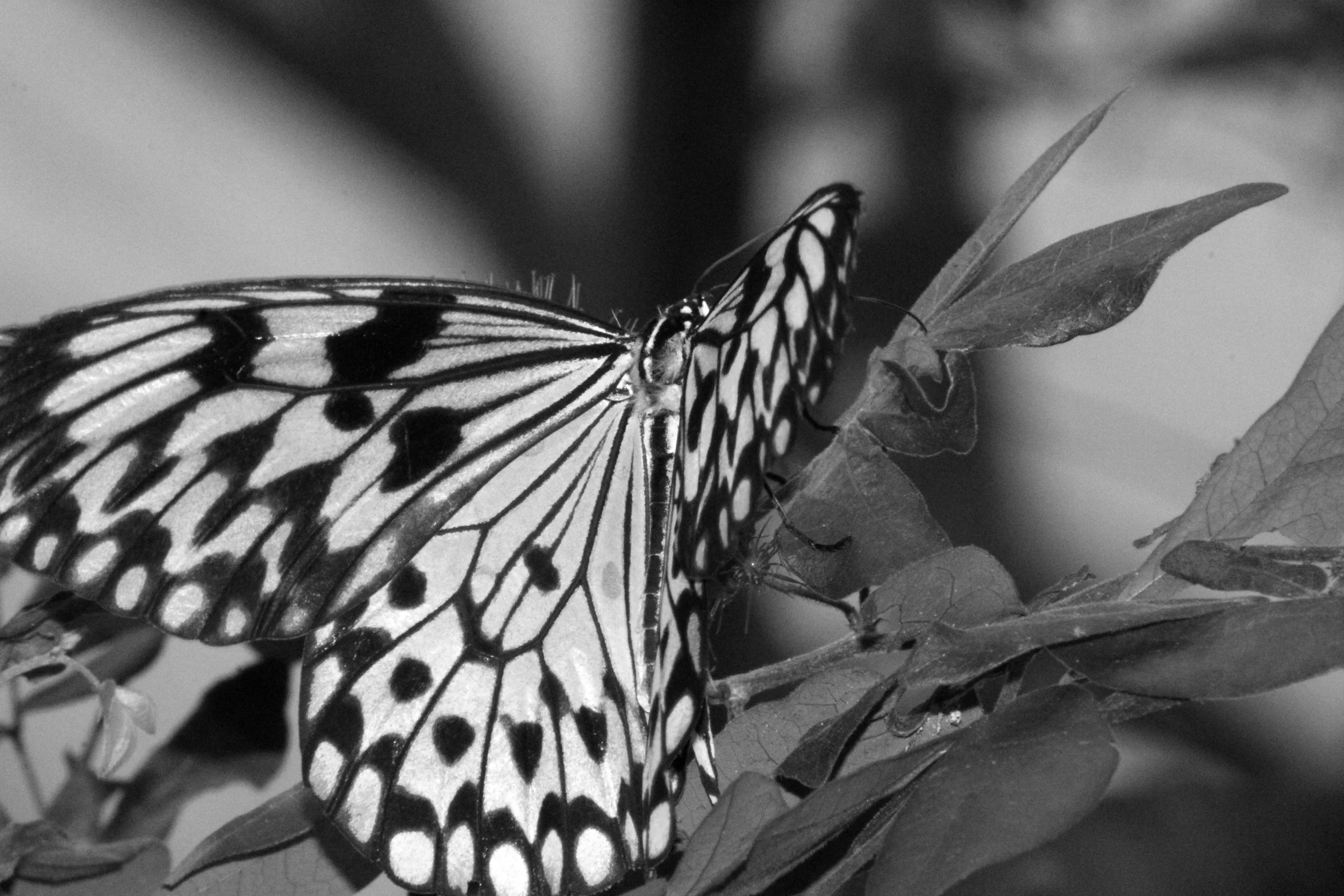 Close-up black and white photo of a butterfly resting on leaves.