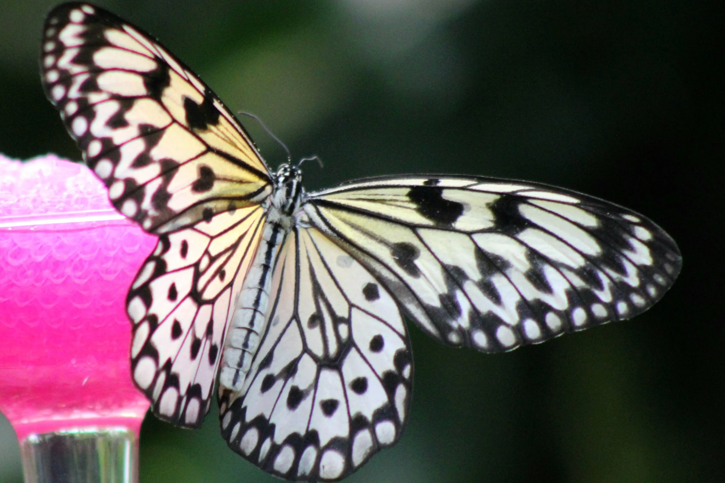 Close-up of a butterfly with black and white patterned wings perched on a pink flower.