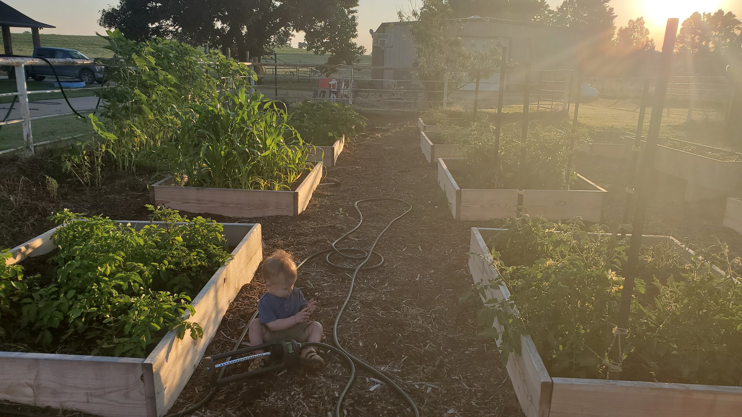 Child sitting on the ground near raised garden beds with plants, during sunset in a backyard.