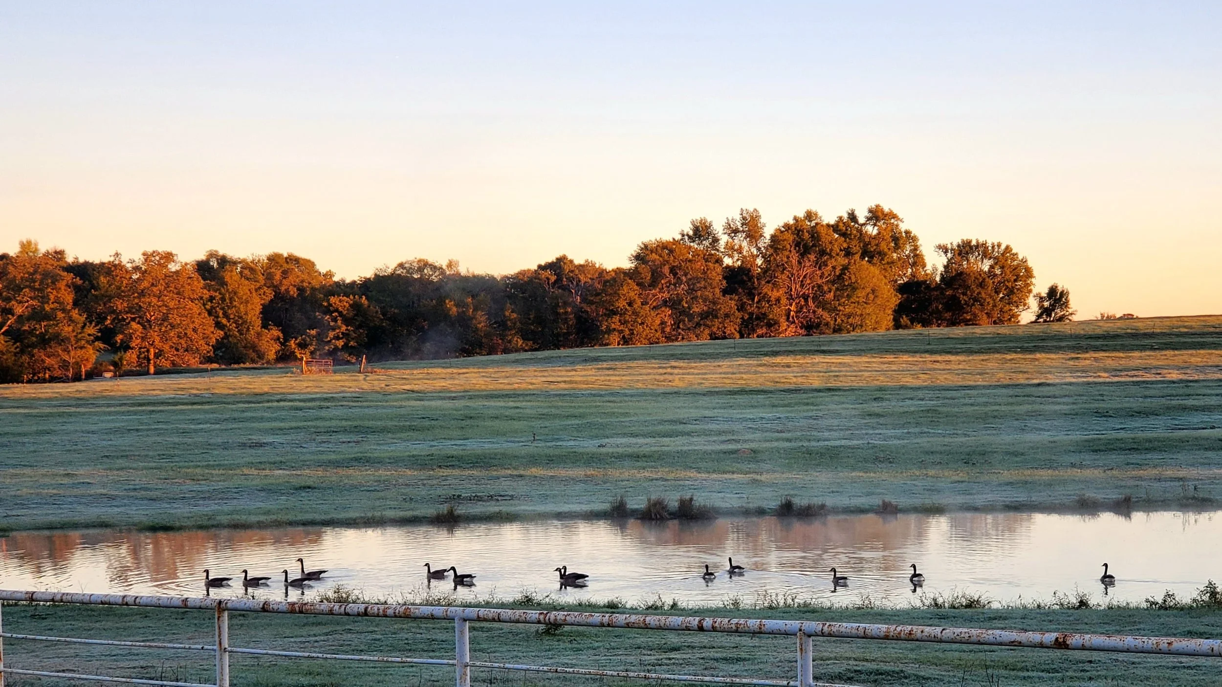 A peaceful lakeside scene during sunrise, featuring a row of ducks swimming in the water, a grassy bank, and a background of trees bathed in golden sunrise light.