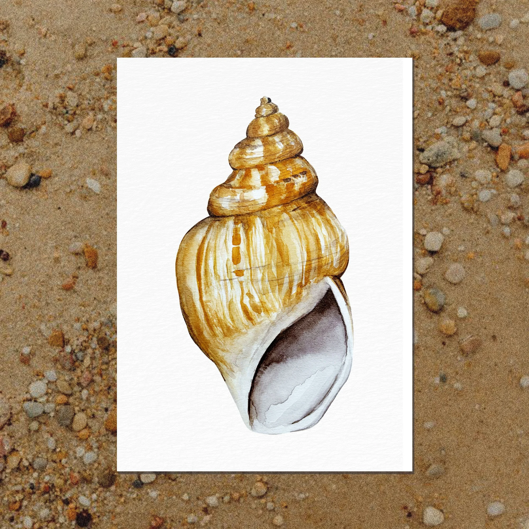 Print Aquarelle A6 • Le Coquillage