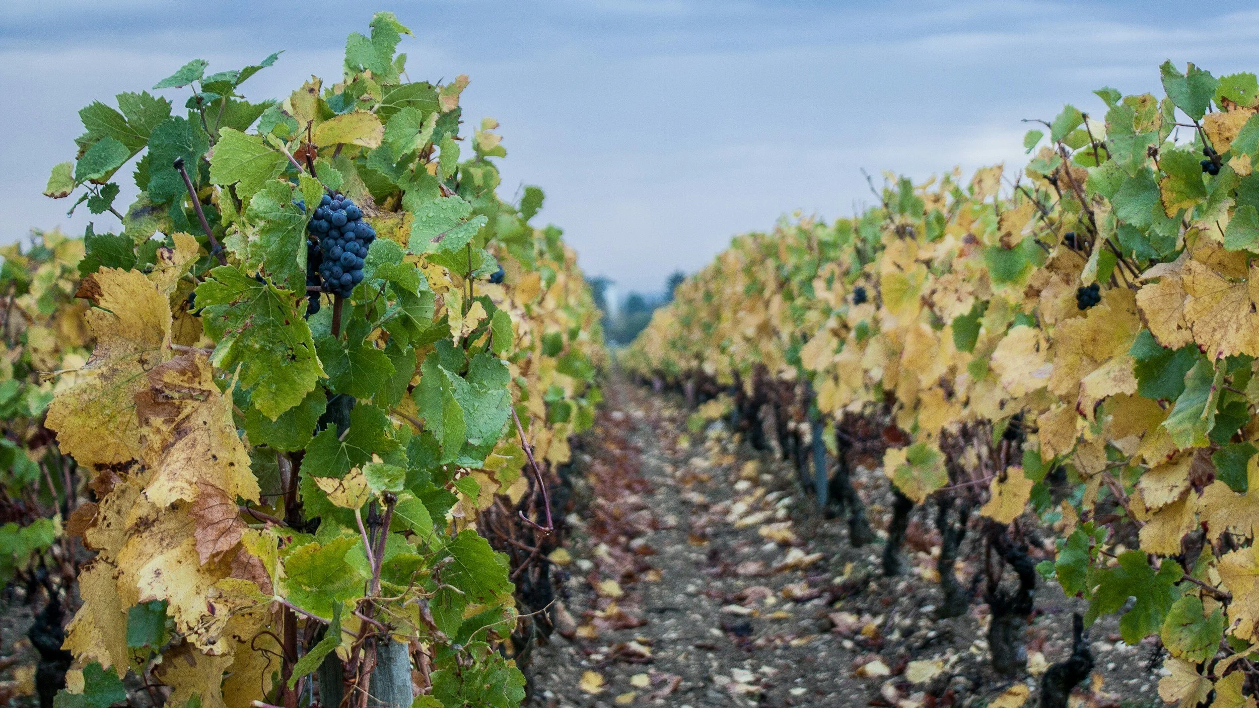 Grapevines with clusters of purple grapes growing in a vineyard on a cloudy day.